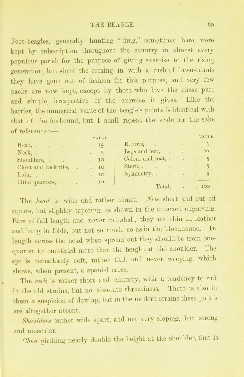 Foot-beagles, generally hunting “ drag,” sometimes hare, were kept by subscription throughout the country in almost every populous parish for the purpose of giving exercise to the rising generation, but since the coming in with a rush of lawn-tennis they have gone out of fashion for this purpose, and very few packs are now kept, except by those who love the chase pure and simple, irrespective of the exercise it gives. Like the harrier, the numerical value of the beagle’s points is identical with that of the foxhound, but I shall repeat the scale for the sake of reference:— Head, . VALUE . 15 Elbows, VALUE • 5 Neck, . 5 Legs and feet, . 20 Shoulders, . . 10 Colour and coat, . • 5 Chest and back 1 ibs, . . 10 Stern, . 5 Loin, . . 10 Symmetry, . • 5 Hind-quarters, 10 Total, . 100 l The head is wide and rather domed. Nose short and cut off square, but slightly tapering, as shown in the annexed engia\ing. Ears of full length and never rounded ; they are thin in leathei and hang in folds, but not so much so as in the bloodhound. In length across the head when spread out they should be from one- quarter to one-third more than the height at the shouldei. The eye is remarkably soft, rather lull, and never weeping, which shows, when present, a spaniel cross. The neck is rather short and chumpy, with a tendency tf ruff in the old strains, but no absolute throatiness, lhere is also in them a suspicion of dewlap, but in the modern strains these points are altogether absent. Shoulders rather wide apart, and not very sloping, but strong and muscular. Chest girthing nearly double the height at the shoulder, that is