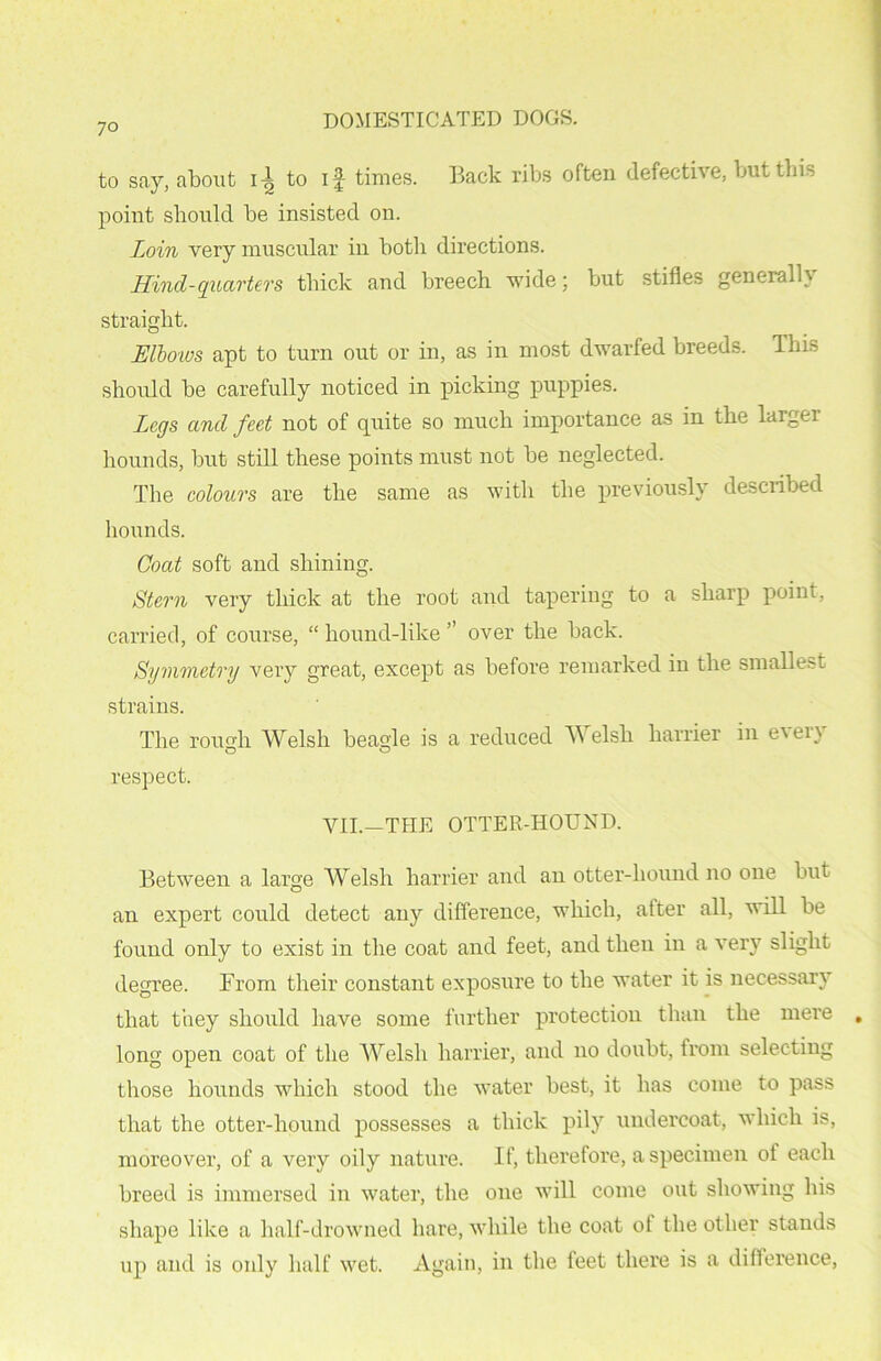 to say, about to if times. Back ribs often defective, but this point should be insisted on. Loin very muscular in both directions. Hind-quarters thick and breech wide; but stifles general!} straight. Elbows apt to turn out or in, as in most dwarfed breeds. This should be carefully noticed in picking puppies. Legs and feet not of quite so much importance as in the larger hounds, but still these points must not be neglected. The colours are the same as with the previously described hounds. Coat soft and shining. Stern very thick at the root and tapering to a sharp point, carried, of course, “ liound-like ” over the back. Symmetry very great, except as before remarked in the smallest strains. The rough Welsh beagle is a reduced Welsh harrier in e\en respect. VII.—THE OTTER-HOUND. Between a large Welsh harrier and an otter-hound no one but an expert could detect any difference, which, after all, will be found only to exist in the coat and feet, and then in a very slight degree. From their constant exposure to the water it is necessary that they should have some further protection than the mere long open coat of the Welsh harrier, and no doubt, from selecting those hounds which stood the water best, it has come to pass that the otter-hound possesses a thick pily undercoat, which is, moreover, of a very oily nature. If, therefore, a specimen of each breed is immersed in water, the one will come out showing his shape like a half-drowned hare, while the coat ot the other stands up and is only half wet. Again, in the feet there is a difference,