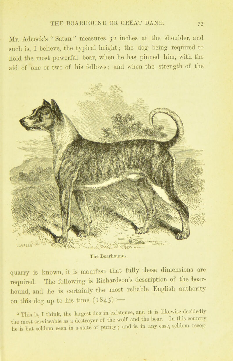 Mr. Adcock’s “ Satan ” measures 3 2 inches at the shoulder, and such is, I believe, the typical height; the dog being required to hold the most powerful boar, when he has pinned him, with the aid of one or two of his fellows; and when the strength of the The Boarliound. quarry is known, it is manifest that fully these dimensions an. required. The following is Richardsons description of the hoar- hound, and he is certainly the most reliable English authority on tlfis dog up to his time (1845): “This is, I think, the largest dog in existence, and it is likewise decidedly the most serviceable as a destroyer of the wolf and the boar. In this country he is but seldom seen in a state of purity ; and is, in any case, seldom recog-