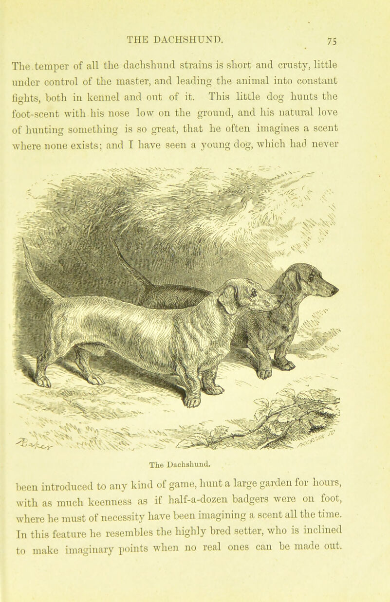 The temper of all the dachshund strains is short and crusty, little under control of the master, and leading the animal into constant fights, both in kennel and out of it. This little dog hunts the foot-scent with his nose low on the ground, and his natural love of hunting something is so great, that he often imagines a scent where none exists; and I have seen a young dog, which had never The Dachshund. been introduced to any kind of game, hunt a large garden for hours, with as much keenness as if half-a-dozen badgers were on foot, where he must of necessity have been imagining a scent all the time. In this feature he resembles the highly bred setter, who is inclined to make imaginary points when no real ones can be made out.