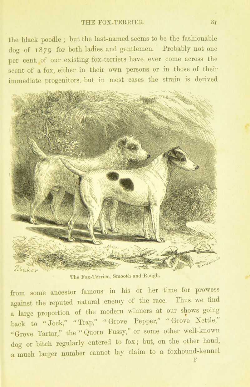 the black poodle ; but the last-named seems to be the fashionable dog of 1879 for both ladies and gentlemen. Probably not one per cent..of our existing fox-terriers have ever come across the scent of a fox, either in their own persons or in those of their immediate progenitors, but in most cases the strain is derived The Fox-Terrier, Smooth and Rough. from some ancestor famous in his or her time for prowess against the reputed natural enemy of the race. Thus we find a°large proportion of the modern winners at our shows going- back0 to “Jock,” “Trap,” “Grove Pepper,” “Grove Nettle,” “Grove Tartar,” the “ Quorn Fussy,” or some other well-known dog or bitch regularly entered to fox; but, on the other hand, a much larger number cannot lay claim to a foxhound-kennel F