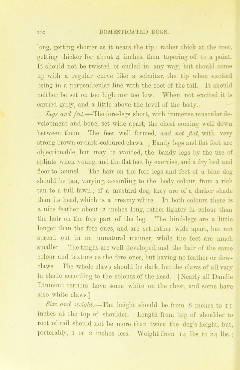 long, getting shorter as it nears the tip: rather thick at the root, getting thicker for about 4 inches, then tapering off to a point. It should not he twisted or curled in any way, hut should come up with a regular curve like a scimitar, the tip when excited being in a perpendicular line with the root of the tail. It should neither be set on too high nor too low. When not excited it is carried gaily, and a little above the level of the body. Legs and feet.—The fore-legs short, with immense muscular de- velopment and bone, set wide apart, the chest coming well down between them. The feet wrell formed, and not fiat, with very strong brown or dark-coloured claws. Bandy legs and flat feet are objectionable, but may be avoided, the bandy legs by the use of splints when young, and the flat feet by exercise, and a dry bed and floor to kennel. The hair on the fore-legs and feet of a blue dog should be tan, varying, according to the body colour, from a rich tan to a full fawn; if a mustard dog, they are of a darker shade than its head, which is a creamy white. In both colours there is a nice feather about 2 inches long, rather lighter in colour than the hair on the fore part of the leg. The hind-legs are a little longer than the fore ones, and are set rather wide apart, but not spread out in an unnatural manner, while the feet are much smaller. The thighs are well developed, and the hair of the same colour and texture as the fore ones, but having no feather or dew- claws. The whole claws should be dark, but the claws of all vary in shade according to the colours of the head. [Xearly all Dandie Dinmont terriers have some white on the chest, and some have also white claws.] Size and weight.—The height should be from 8 inches to I I inches at the top of shoulder. Length from top of shoulder to root ol tail should not be more than twice the doc:’s height, but,