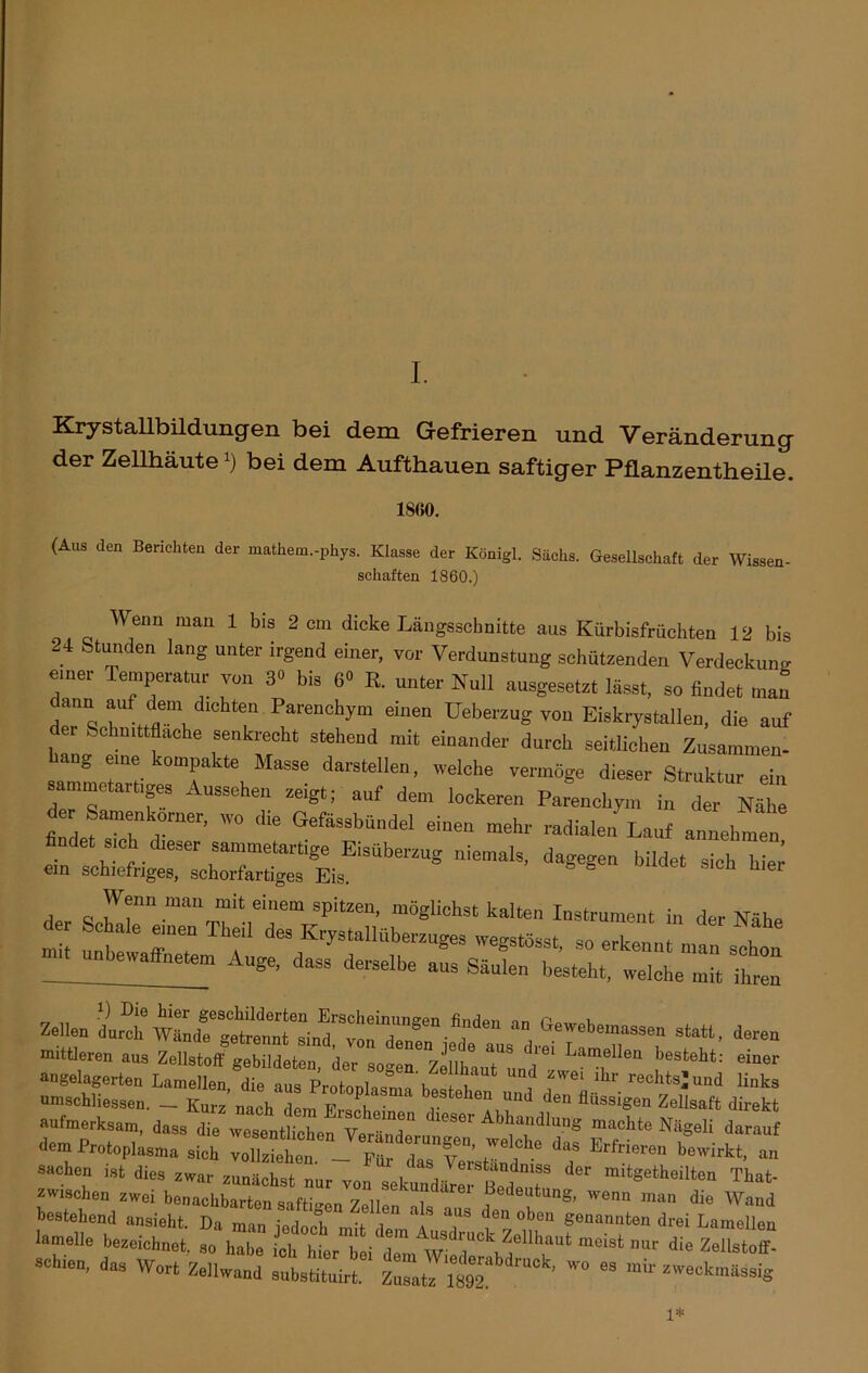 I. Krystallbildungen bei dem Gefrieren und Veränderung der Zellhäute *) bei dem Aufthauen saftiger Pflanzentheile. ISfiO. (Aus den Berichten der mathem.-phys. Klasse der Königl. Sachs. Gesellschaft der Wissen- schaften 1860.) Wenn man 1 bis 2 cm dicke Längsschnitte aus Kürbisfrüchten 12 bis 24 Stunden lang unter irgend einer, vor Verdunstung schützenden Verdeckung emer Temperatur von 3« bis 6» R. unter Null „usgesetzt lässt, so findet man dann auf dem d.chten Parenchym einen üeberzug von Eiskrystallen, die auf der Schnittfläche senkrecht stehend mit einander durch seitlichen Zusammen- hang eine kompakte Masse darstellen, welche vermöge dieser Struktur ein sammetartiges Aussehen zeigt; auf dem lockeren Parenchym in der Nähe d r Samenkörner, wo die Gefässbündel einen mehr radialen Lauf annehmen findet sch dieser sammetartige Eisüberzug niemals, dagegen bildet sieh hin- ein schiefriges, schorfartiges Eis. ° b h,er der Scür“ ■““,TVirm SpitZ“’ m6«Iichst kalten Instrument in der Nähe s angelagerten Lamellen, die aus Protoplasma Wf } * f ±r rechts:und links umschliessen. — Kurz nach dem F. Jl V ‘ r tehe“ ud den flüssigen Zellsaft direkt aufmerksam, dass die wesentlichen VeränZ Abba.ndlunS machte Nägeli darauf dem Protoplasma sich '»***• “ Sachen ist dies zwar zunächst nur von sekundäre H T “‘^“‘eilten Thal- zwischen zwei benachbarten saftigen Zellen “h aus d» f 'en die Wmi bestehend ansieht. Da man mrlnX f , den oben genannten drei Lamellen lamelle bezeichnet, so habe ich hier beiC t ” W’ ruck Zellhaut meist nur die Zellstoff- schien, das Wert Zellwand tÜÜt “£2“' ”  kmässig 1*