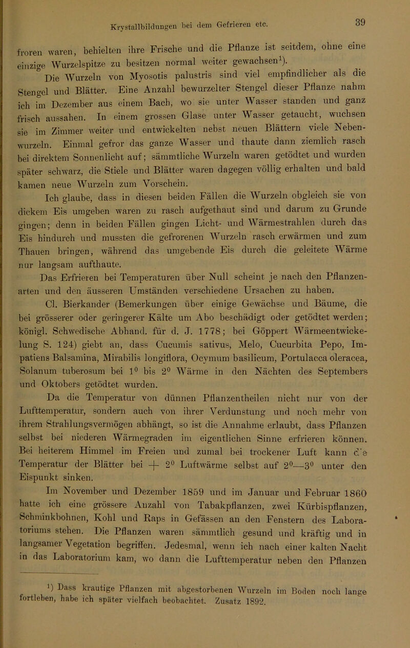 froren waren, behielten ihre Frische und die Pflanze ist seitdem, ohne eine einzige Wurzelspitze zu besitzen normal weiter gewachsen1). ° Die Wurzeln von Myosotis palustris sind viel empfindlicher als die Stengel und Blätter. Eine Anzahl bewurzelter Stengel dieser Pflanze nahm ich im Dezember aus einem Bach, wo sie unter Wasser standen und ganz frisch aussähen. In einem grossen Glase unter Wasser getaucht, wuchsen sie im Zimmer weiter und entwickelten nebst neuen Blättern viele Neben- wurzeln. Einmal gefror das ganze Wasser und thaute dann ziemlich rasch bei direktem Sonnenlicht auf; sämmtliche Wurzeln waren getödtet und wurden später schwarz, die Stiele und Blätter waren dagegen völlig erhalten und bald kamen neue Wurzeln zum Vorschein. Ich glaube, dass in diesen beiden Fällen die Wurzeln obgleich sie von dickem Eis umgeben waren zu rasch aufgethaut sind und darum zu Grunde gingen; denn in beiden Fällen gingen Licht- und Wärmestrahlen durch das Eis hindurch und mussten die gefrorenen Wurzeln rasch erwärmen und zum Thauen bringen, während das umgebende Eis durch die geleitete Wärme nur langsam aufthaute. Das Erfrieren bei Temperaturen über Null scheint je nach den Pflanzen- arten und den äusseren Umständen verschiedene Ursachen zu haben. CI. Bierkander (Bemerkungen über einige Gewächse und Bäume, die bei grösserer oder geringerer Kälte um Abo beschädigt oder getödtet werden; königl. Schwedische Abhand, für d. J. 1778; bei Göppert Wärmeentwicke- lung S. 124) giebt an, dass Cucumis sativus, Melo, Cucurbita Pepo, Im- patiens Balsamina, Mirabilis longiflora, Ocymum basilicum, Portulacca oleracea, Solanum tuberosum bei 1° bis 2° Wärme in den Nächten des Septembers und Oktobers getödtet wurden. Da die Temperatur von dünnen Pflanzentheilen nicht nur von der Lufttemperatur, sondern auch von ihrer Verdunstung und noch mehr von ihrem Strahlungsvermögen abhängt, so ist die Annahme erlaubt, dass Pflanzen selbst bei niederen Wärmegraden im eigentlichen Sinne erfrieren können. Bei heiterem Himmel im Freien und zumal bei trockener Luft kann c'e Temperatur der Blätter bei -f- 2° Luftwärme selbst auf 2°—3° unter den Eispunkt sinken. Im November und Dezember 1859 und im Januar und Februar 1860 hatte ich eine grössere Anzahl von Tabakpflanzen, zwei Kürbispflanzen, Schminkbohnen, Kohl und Raps in Gefässen an den Fenstern des Labora- toriums stehen. Die Pflanzen waren sämmtlich gesund und kräftig und iu langsamei Vegetation begriffen. Jedesmal, wenn ich nach einer kalten Nacht in das Laboratorium kam, wo dann die Lufttemperatur neben den Pflanzen ’) 1)988 krautige Pflanzen mit abgestorbenen Wurzeln im Boden noch lange fortleben, habe ich später vielfach beobachtet. Zusatz 1892.