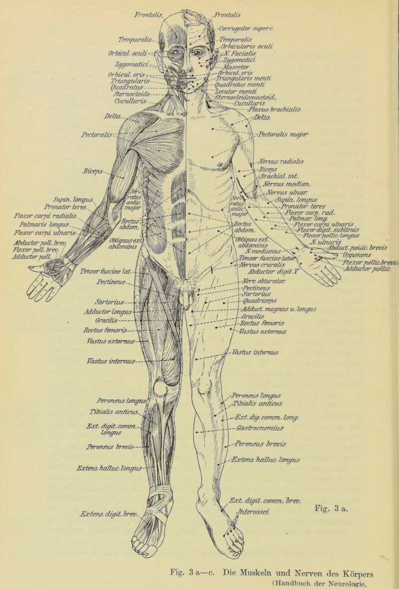 Frontalis\ jN .Frontales '‘M^'Corrvgalßr suficrc. Temporalrs- OrbvcvJ.ocuIi~-\ Zygomatiei ^ Orbicul.oris=z.- igll p.'-x - -Temporales .Orbicu/nris ocul.i yMFaxialzs % =ZygomalicL 7—Masseter Orbicut. oris <>'vC -'lYwngidaris mereti, ' \-~Quadralus menti. igievator menti / / fcwi'Äcv Twcleidomastoiii. ' ^^F^-Cusullaris t! ~ Plexus brarfuniis ■**'§£ rDeUa c - - V ’ isrl'ectoralis nugar V^vik'r Flexor carjii radialis^ Palmaris longus Flexor car/ii ulnaris- Abductor poü. brev. Flexor jwü.brev. AdäuctorjwR. 'Fernes radialis Pireps /JSrachial. int. Fernes median. 'Nervös ulnar: ■Fiywi. longus x-Fronalor teres \-Flexar carp. rad. -Palmar lang. V -Flexor carpe ulnaris aldom. \ -ppFlexordigit. sublimes PTensor fascwr lolndt ’ . , il^Nervus cruralis V ^ 7°^^' Ababsetor digilN P ^\^\ddd,mtor/wlür. Nerv, obturaton Pectinevs -Nartorius Quadriceps Adduct. magnus u. longus Peroneus brevis— Extras, hallnx. longus - — Gastrocnemues .''Peroneus brevis -Fadens. haPbuc. longus Fxtens. dlgit. brev.. Ext. dlgit. comm. brev. Jhlerossei ^ a‘ Fig. 3 a—c. Die Muskeln und Nerven des Körpers (Handbuch der Neurologie,