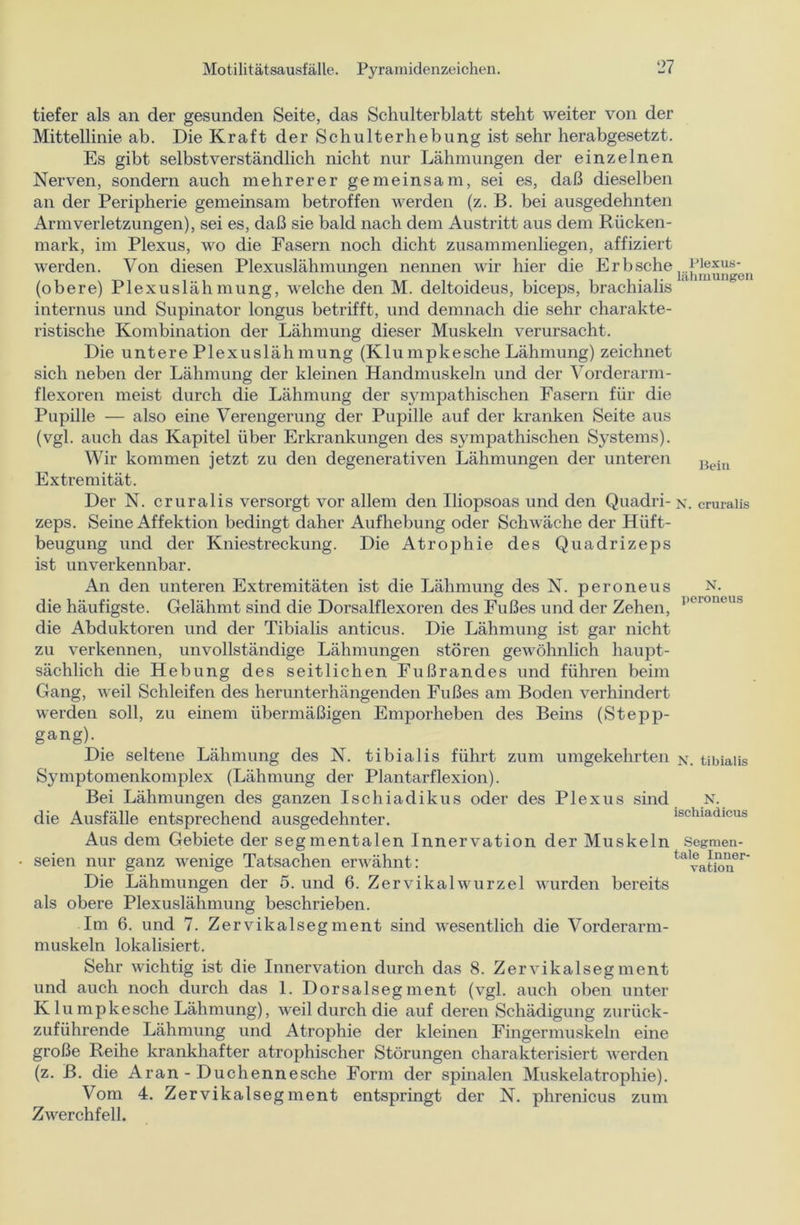 tiefer als an der gesunden Seite, das Schulterblatt steht weiter von der Mittellinie ab. Die Kraft der Schulterhebung ist sehr herabgesetzt. Es gibt selbstverständlich nicht nur Lähmungen der einzelnen Nerven, sondern auch mehrerer gemeinsam, sei es, daß dieselben an der Peripherie gemeinsam betroffen werden (z. B. bei ausgedehnten Arm Verletzungen), sei es, daß sie bald nach dem Austritt aus dem Rücken- mark, im Plexus, wo die Fasern noch dicht zusammenliegen, affiziert werden. Von diesen Plexuslähmungen nennen wir hier die Erbsche (obere) Plexuslähmung, welche den M. deltoideus, biceps, brachialis internus und Supinator longus betrifft, und demnach die sehr charakte- ristische Kombination der Lähmung dieser Muskeln verursacht. Die untere P1 exu släh mung (K1 u mpkesehe Lähmung) zeichnet sich neben der Lähmung der kleinen Handmuskeln und der Vorderarm- flexoren meist durch die Lähmung der sjmipathischen Fasern für die Pupille — also eine Verengerung der Pupille auf der kranken Seite aus (vgl. auch das Kapitel über Erkrankungen des sympathischen Systems). Wir kommen jetzt zu den degenerativen Lähmungen der unteren Beill Extremität. Der N. cruralis versorgt vor allem den Iliopsoas und den Quadri-x. cruraiis zeps. Seine Affektion bedingt daher Aufhebung oder Schwäche der Hiift- beugung und der Kniestreckung. Die Atrophie des Quadrizeps ist unverkennbar. An den unteren Extremitäten ist die Lähmung des N. peroneus die häufigste. Gelähmt sind die Dorsalflexoren des Fußes und der Zehen, die Abduktoren und der Tibialis anticus. Die Lähmung ist gar nicht zu verkennen, unvollständige Lähmungen stören gewöhnlich haupt- sächlich die Hebung des seitlichen Eußrandes und führen beim Gang, weil Schleifen des herunterhängenden Fußes am Boden verhindert werden soll, zu einem übermäßigen Emporheben des Beins (Stepp- gang). Die seltene Lähmung des N. tibialis führt zum umgekehrten x. tibialis Symptomenkomplex (Lähmung der Plantarflexion). Bei Lähmungen des ganzen Ischiadikus oder des Plexus sind die Ausfälle entsprechend ausgedehnter. Aus dem Gebiete der segmentalen Innervation der Muskeln Segmen- seien nur ganz wenige Tatsachen erwähnt: ta'vationer Die Lähmungen der 5. und 6. Zervikalwurzel wurden bereits als obere Plexuslähmung beschrieben. Im 6. und 7. Zervikalsegment sind wesentlich die Vorderarm- muskeln lokalisiert. N. peroneus N. ischiadicus Sehr wichtig ist die Innervation durch das 8. Zervikalsegment und auch noch durch das 1. Dorsalsegment (vgl. auch oben unter K lu mpkesche Lähmung), weil durch die auf deren Schädigung zurück- zuführende Lähmung und Atrophie der kleinen Fingermuskeln eine große Reihe krankhafter atrophischer Störungen charakterisiert werden (z. B. die Aran - Duchennesche Form der spinalen Muskelatrophie). Vom 4. Zervikalsegment entspringt der N. phrenicus zum Zwerchfell.