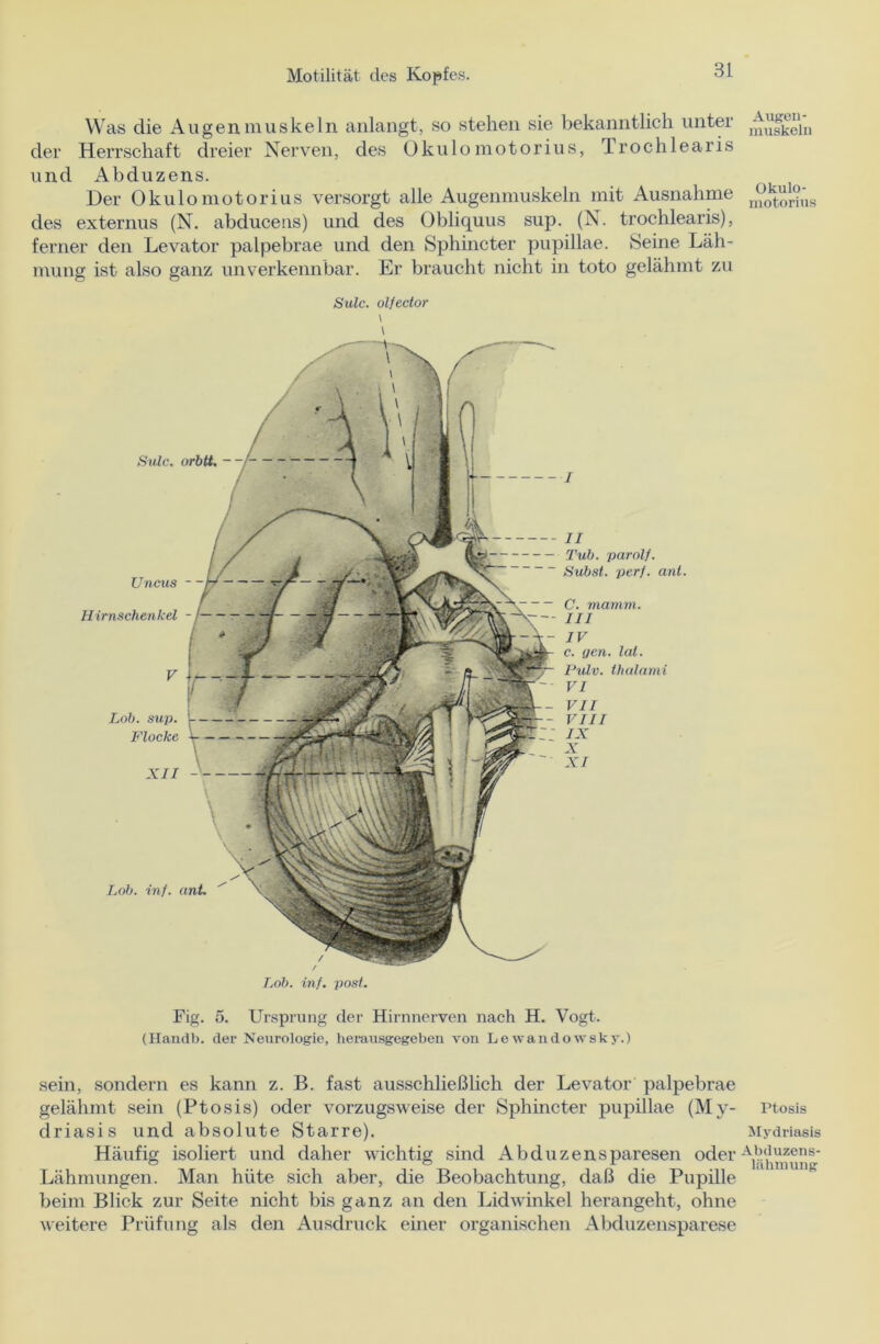 Was die Augenmuskeln anlangt, so stehen sie bekanntlich unter der Herrschaft dreier Nerven, des Okulo motorius, rl rochlearis und Abduzens. Der Okulo motorius versorgt alle Augenmuskeln mit Ausnahme des externus (N. abduceus) und des Obliquus sup. (N. trochlearis), ferner den Levator palpebrae und den Sphincter pupillae. Seine Läh- mung ist also ganz unverkennbar. Er braucht nicht in toto gelähmt zu Sulc. olfector \ \ / / Lob. inf. post. Sulc. orbtt. II Tub. parolf. Subst. perf. ant. C. mamm. III IV c. gen. lat. Pidv. thalami VI VII VIII IX X XI Uncus - - Hirnschenkel - Lob. sup. Flocke XII Fig. 5. Ursprung der Hirnnerven nach H. Vogt. (Handb. der Neurologie, herausgegeben von Lewandowsky.) sein, sondern es kann z. B. fast ausschließlich der Levator palpebrae gelähmt sein (Ptosis) oder vorzugsweise der Sphincter pupillae (My- driasis und absolute Starre). Häufig isoliert und daher wichtig sind Abduzensparesen oder Lähmungen. Man hüte sich aber, die Beobachtung, daß die Pupille beim Blick zur Seite nicht bis ganz an den Lidwinkel herangeht, ohne weitere Prüfung als den Ausdruck einer organischen Abduzensparese Augen- muskeln Okulo - motorius Ptosis Mydriasis Abduzens- lähmung