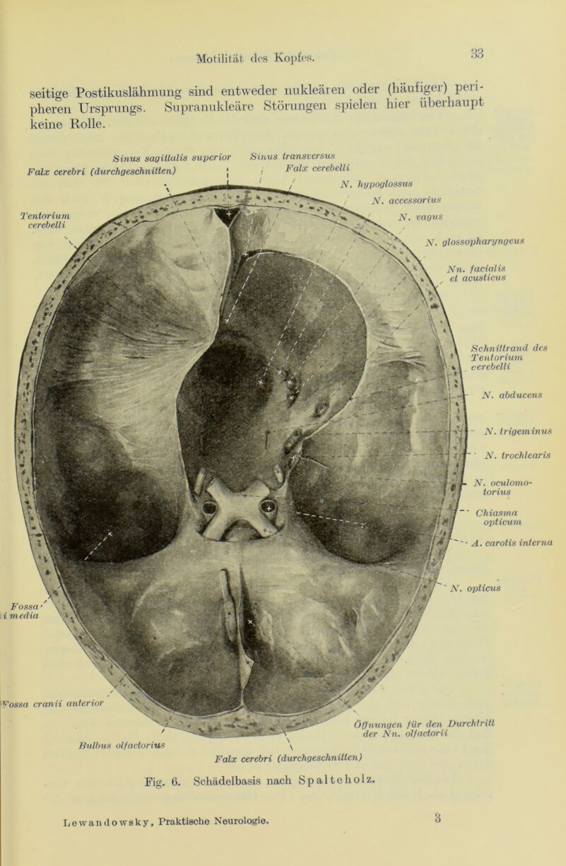 seitige Postikuslähmung sind entweder nukleären oder (häufiger) peri- pheren Ursprungs. Supranukleäre Störungen spielen hier überhaupt keine Rolle. Sinus sagiilulis supcrior Sinus transversus Fossa i media Fossa cranii anterior Bulbus olfactorius Falx cerebri Tentorium cerebelli ( durchgeschnitten) \ Öffnungen für den Durchtritt der Nn. olfactorii Falx cerebelli N. hypoglossus N. accessorius N. vagus N. glossopharyngeus Nn. facialis et acusticus Schnittrand des Tentorium cerebelli N. abducens N. trigeminus ' N. trochlcaris N. oculomo- torius ~~ Chiasma opticurn A. carotis interna ' N. opticus Falx cerebri (durchgeschnitten) Fig. 6. Schädelbasis nach Spalte holz. Lewamlowsky, Praktische Neurologie. 8