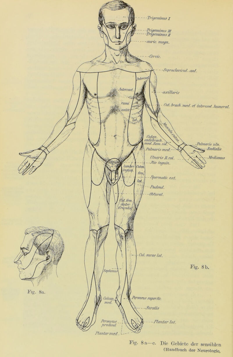 'Trigeminus I - - Trigeminus jii Trujeirtimisa - -Su/tnidaviru/. . a//Z. - -axillaris Cul. brach. ?ncd. et miereost, Jumieral. Peroneus su/ierdc. Suralis -Ptibrmris i/7n, ^-Jiadiaüs -Media/ms Fig. 8 b. Flanlar lot. Hantarmed. L Fig. 8 a c. Die Gebiete der sensiblen (Handbuch der Neurologie,