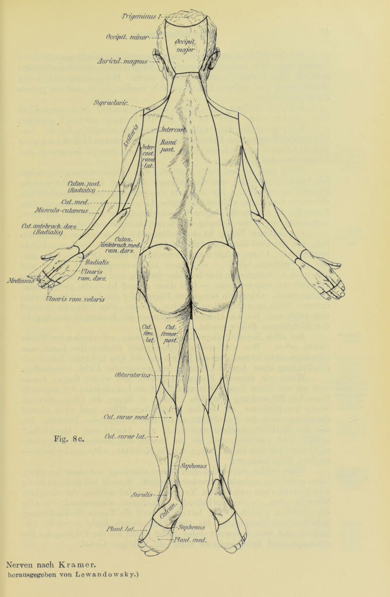Triffcrn/mis /- Occiftif,. mi/tor- - - ■£ -1 fci| i Alt/in/l. magruu Siifirarlcwic. _ Cuta/i.jwsL (Jladzaifs) (fut.med— Musculo-cutaneus Cut. mfebrcwft,. dors, (Mcuiialvs) MedintuSf Fi. 8 c /‘tont. tu/... 1 {-Pinnt. rr/nt. Nerven nach Kramer. Iiorausgegeben von Lewandowsky.)