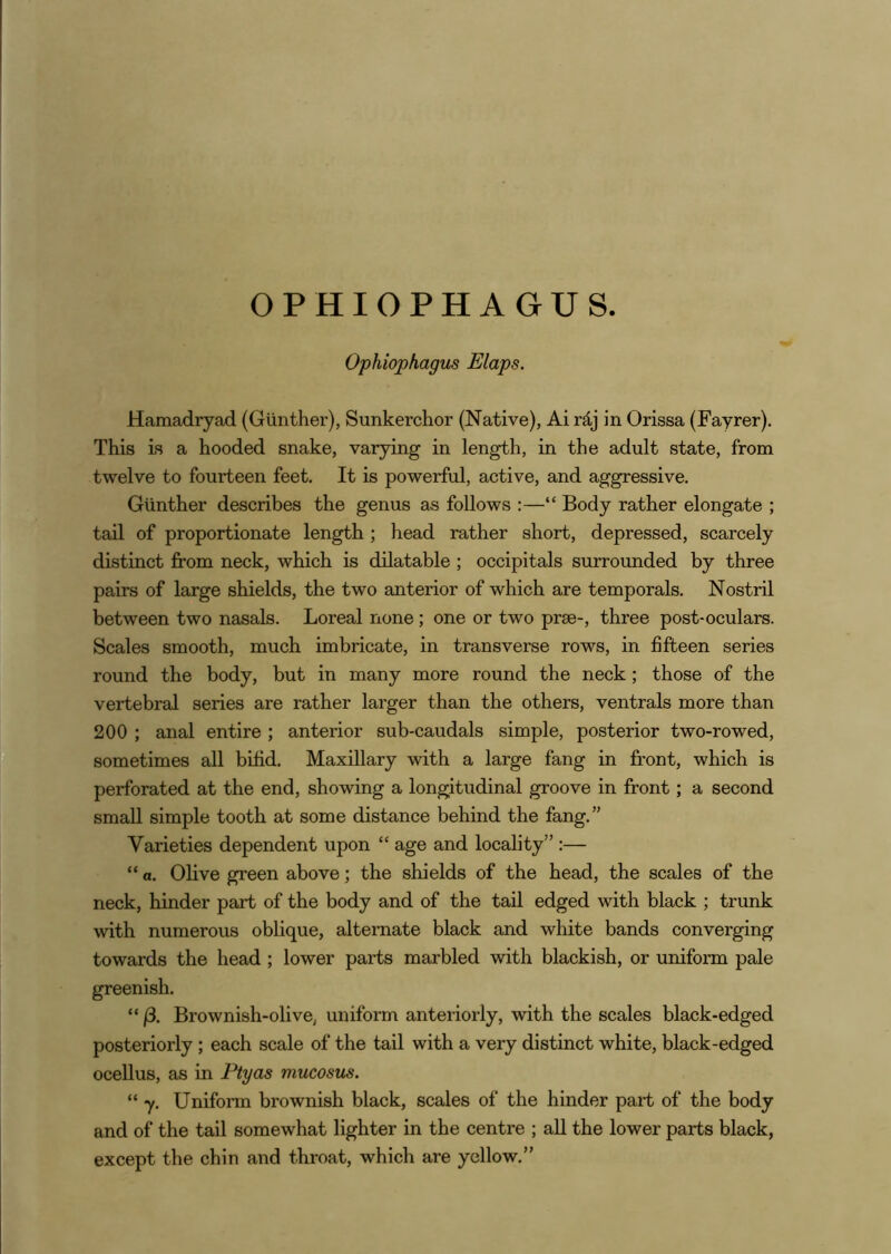 OPHIOPHAGUS. Ophiophagus Elaps. Hamadryad (Gunther), Sunkerchor (Native), Ai rdj in Orissa (Fayrer). This Ls a hooded snake, varying in length, in the adult state, from twelve to fourteen feet. It is powerful, active, and aggressive. Gunther describes the genus as follows :—“ Body rather elongate ; tail of proportionate length; head rather short, depressed, scarcely distinct from neck, which is dilatable ; occipitals surrounded by three pairs of large shields, the two anterior of which are temporals. Nostril between two nasals. Loreal none; one or two prse-, three post-oculars. Scales smooth, much imbricate, in transverse rows, in fifteen series round the body, but in many more round the neck; those of the vertebral series are rather larger than the others, ventrals more than 200 ; anal entire ; anterior sub-caudals simple, posterior two-rowed, sometimes all bifid. Maxillary with a large fang in front, which is perforated at the end, showing a longitudinal groove in front; a second small simple tooth at some distance behind the fang.” Varieties dependent upon “ age and locality” :— “ a. Olive green above; the shields of the head, the scales of the neck, hinder part of the body and of the tail edged with black ; trunk with numerous oblique, alternate black and white bands converging towards the head ; lower parts marbled with blackish, or uniform pale greenish. “ (3. Brownish-olive, uniform anteriorly, with the scales black-edged posteriorly; each scale of the tail with a very distinct white, black-edged ocellus, as in Ptyas mucosus. “ 7. Uniform brownish black, scales of the hinder part of the body and of the tail somewhat lighter in the centre ; all the lower parts black, except the chin and throat, which are yellow.”