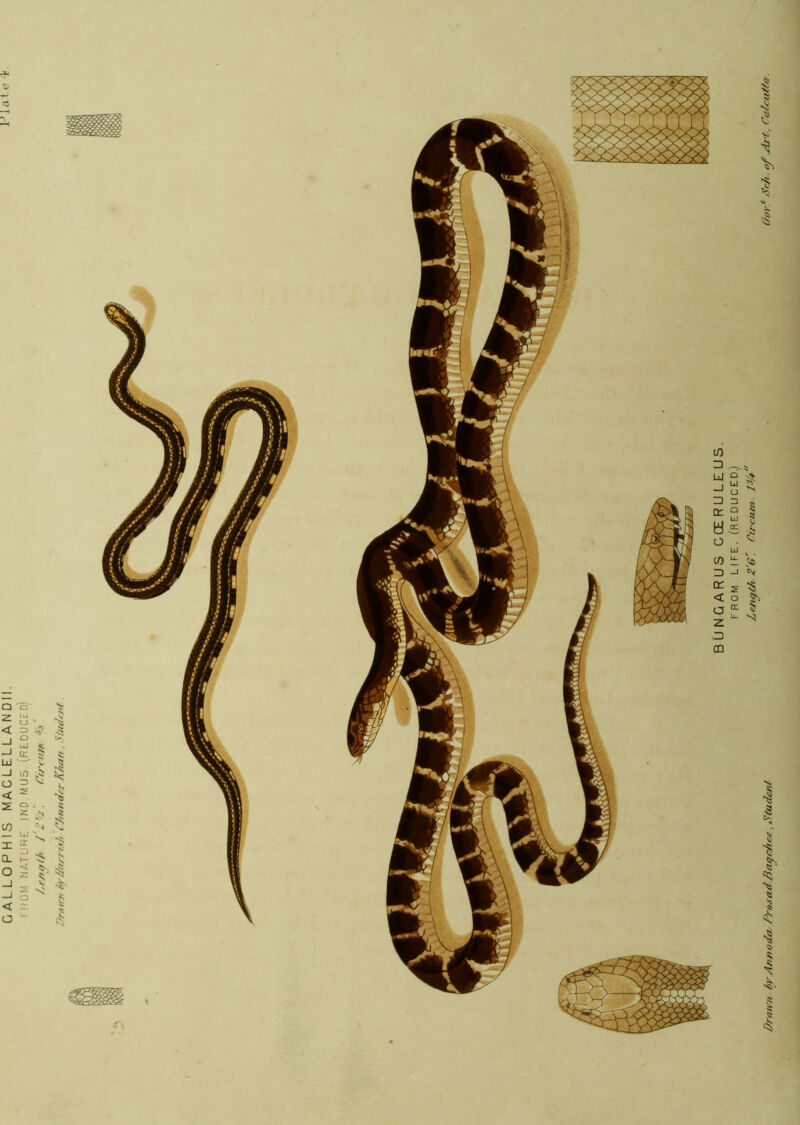 HOM MATURE IND MUS (REDUCED) /^r/iqlh t' Drnir/i M'tiorrt.^h C/mndcr Kiuin , SOuIttit. Lefi^t/iy 2'6“. Circum. 1^/* Drawn br Aiittoda /’’rosadBa^c/ter, DtadctU Dar^Bi-t, Ca/cuifa.