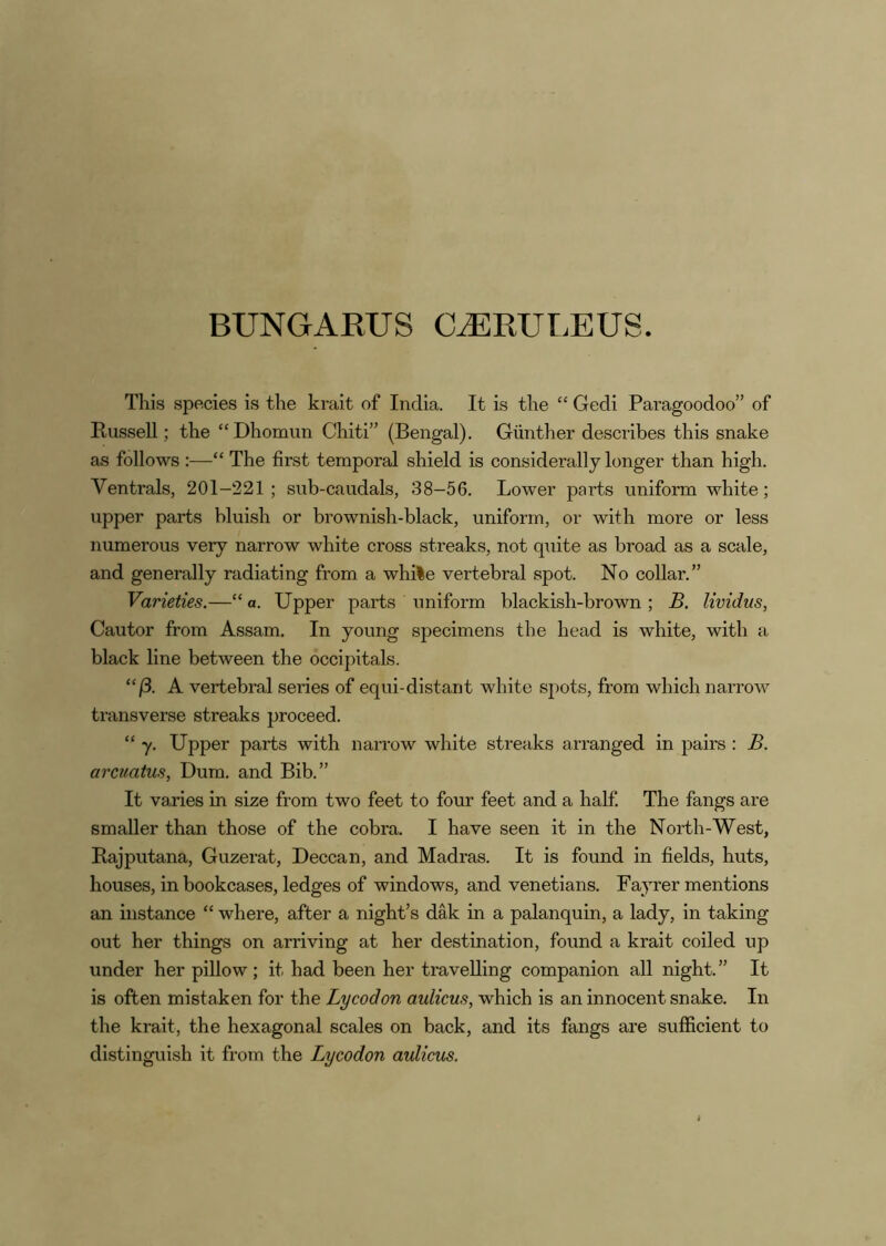 BUNGARUS C^RUI.EUS. This species is the krait of India. It is the “ Gedi Paragoodoo” of Russell; the “Dhomim Chiti” (Bengal). Gunther describes this snake as follows :—“ The first temporal shield is considerally longer than high. Ventrals, 201-221; sub-caudals, 38-56. Lower parts uniform white; upper parts bluish or brownish-black, uniform, or with more or less numerous very narrow white cross streaks, not quite as broad as a scale, and generally radiating from a while vertebral spot. No collar.” Varieties.—“ a. Upper parts uniform blackish-brown ; B. lividus, Cautor from Assam. In young specimens the head is white, with a black line between the occipitals. “j3. A vertebral series of equi-distant white sj)ots, from which narrow transverse streaks proceed. “ y. Upper parts with narrow white streaks arranged in pairs : B. arcuatus, Dum. and Bib.” It varies in size from two feet to four feet and a half The fangs are smaller than those of the cobra. I have seen it in the North-West, Rajputana, Guzerat, Deccan, and Madras. It is found in fields, huts, houses, in bookcases, ledges of windows, and Venetians. FajTer mentions an instance “ where, after a night’s dak in a palanquin, a lady, in taking out her things on arriving at her destination, found a krait coiled up under her pillow ; it had been her travelling companion all night.” It is often mistaken for the Lycodon aidicus, which is an innocent snake. In the krait, the hexagonal scales on back, and its fangs are sufficient to distinguish it from the Lycodon aulicus.