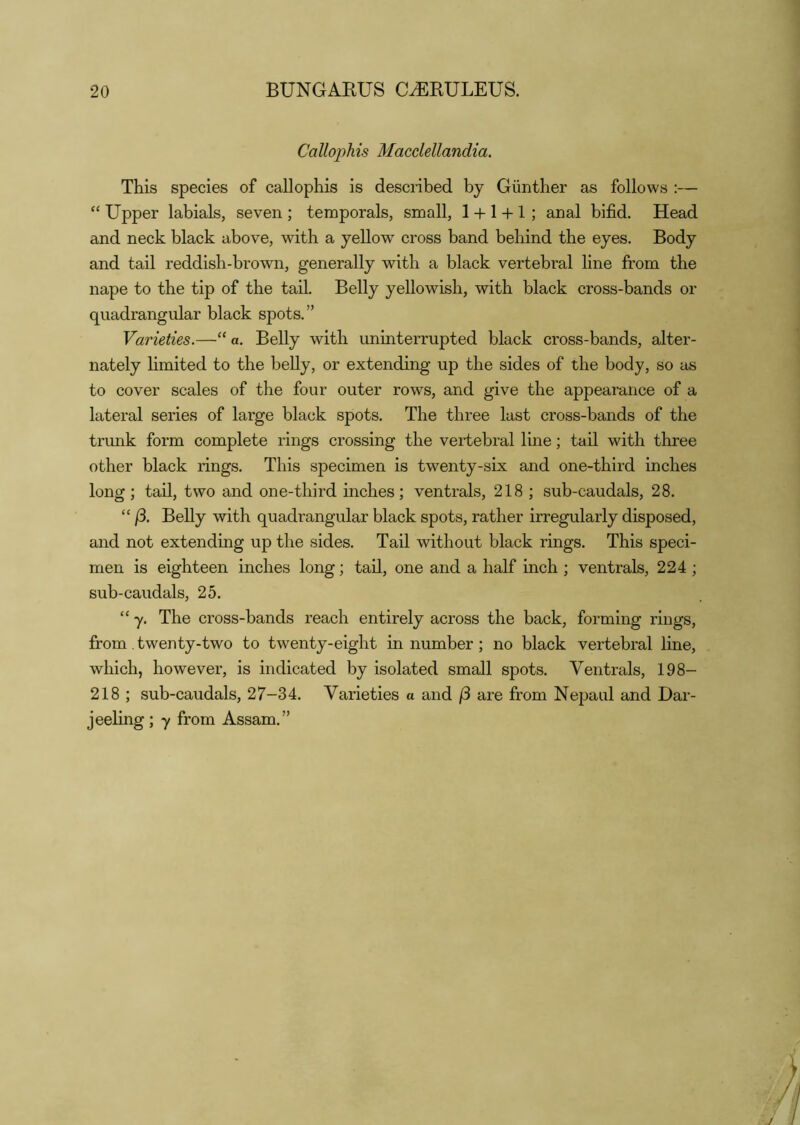 Callophis Macclellandia. This species of callophis is desciibed by Gunther as follows ;— “ Upper labials, seven ; temporals, small, 1 + 1 + 1 ; anal bifid. Head and neck black above, with a yellow cross band behind the eyes. Body and tail reddish-brown, generally with a black vertebral line from the nape to the tip of the tail. Belly yellowish, with black cross-bands or quadrangular black spots.” Varieties.—“ a. Belly with uninterrupted black cross-bands, alter- nately limited to the belly, or extending up the sides of the body, so as to cover scales of the four outer rows, and give the appearance of a lateral series of large black spots. The three last cross-bands of the trunk form complete rings crossing the vertebral line; tail with three other black rings. This specimen is twenty-six and one-third inches long; tail, two and one-third inches; ventrals, 218 ; sub-caudals, 28. “ j3. Belly with quadrangular black spots, rather irregularly disposed, and not extending up the sides. Tail without black rings. This speci- men is eighteen inches long; tail, one and a half inch ; ventrals, 224 ; sub-caudals, 25. “ y. The cross-bands reach entirely across the back, forming rings, from. twenty-two to twenty-eight in number; no black vertebral line, which, however, is indicated by isolated small spots. Ventrals, 198- 218 ; sub-caudals, 27-34. Varieties a and f3 are from Nepaul and Dar- jeeling ; y from Assam.”
