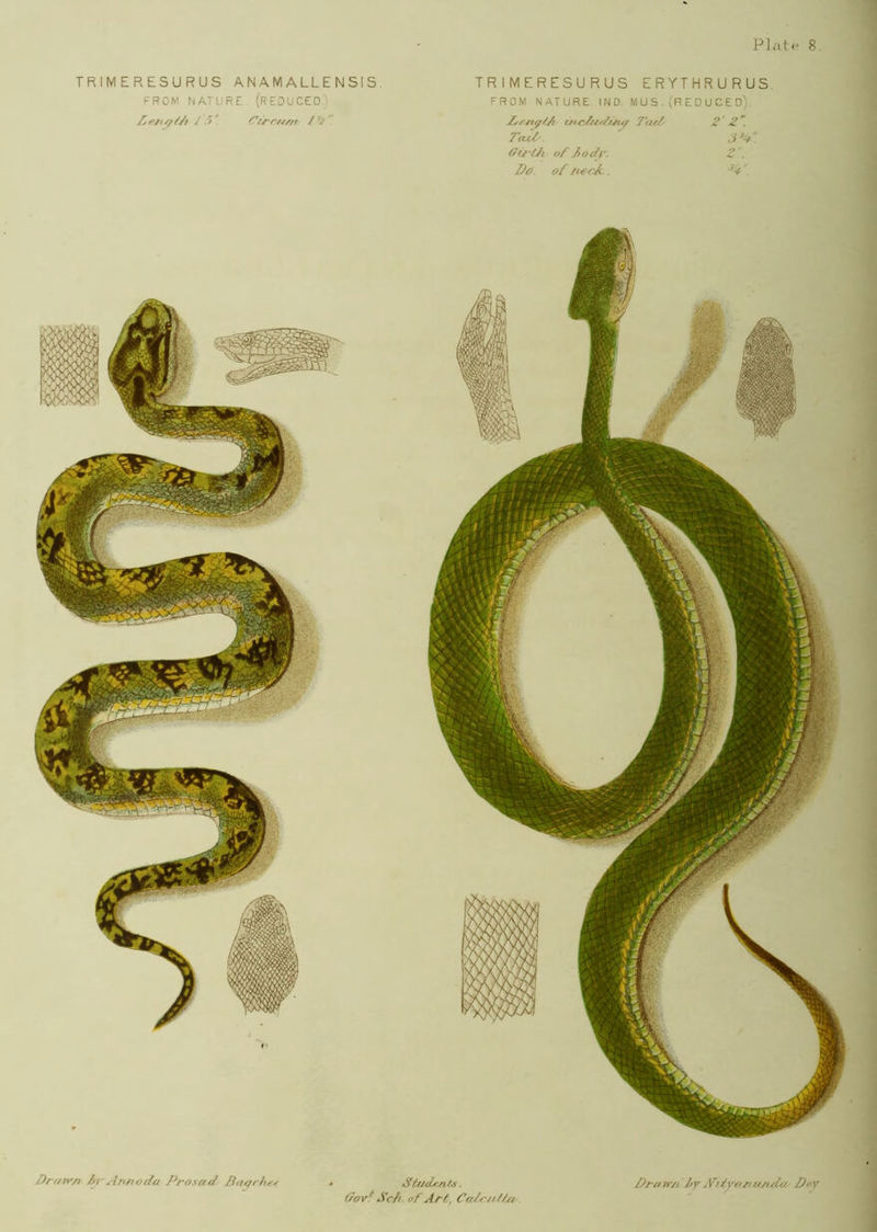 Plate 8 TRIMERESURUS ANAMALLENSIS FROM NATURE- (REDUCeO.l / 5' Cim-em TRIMERESURUS ERYTHRURUS FROM NATURE IND- M U S . (R E D U C E D). 7'at/- 2' 2. TaxZ'. Gi/'tJi of fodr- 2'. Do. of neo^. , Drafvyi />r Ann oda Prosad Batfrhe/ Stu<Dofs. Gov^ Sch of Art, Ca/n/ftot-. Draff/i J/vfftfyoruo/la Doy