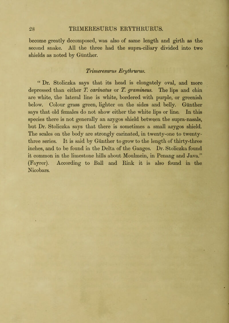 become greatly decomposed, was also of same length and girth as the second snake. All the three had the supra-ciliary divided into two shields as noted by Gunther. Trimeresurus Erythmrus. “ Dr. Stoliczka says that its head is elongately oval, and more depressed than either T. carinatus or T. graminem. The lips and chin are white, the lateral line is white, bordered with purple, or greenish below. Colour grass green, hghter on the sides and beUy. Gunther says that old females do not show either the white Kps or line. In this species there is not generally an azygos shield between the supra-nasals, but Dr. Stoliczka says that there is sometimes a small azygos shield. The scales on the body are strongly carinated, in twenty-one to twenty- three series. It is said by Gunther to grow to the length of thirty-three inches, and to be found in the Delta of the Ganges. Dr. Stoliczka found it common in the limestone hills about Moulmein, in Penang and Java.” (Fayrer). According to Ball and Rink it is also found in the Nicobars.
