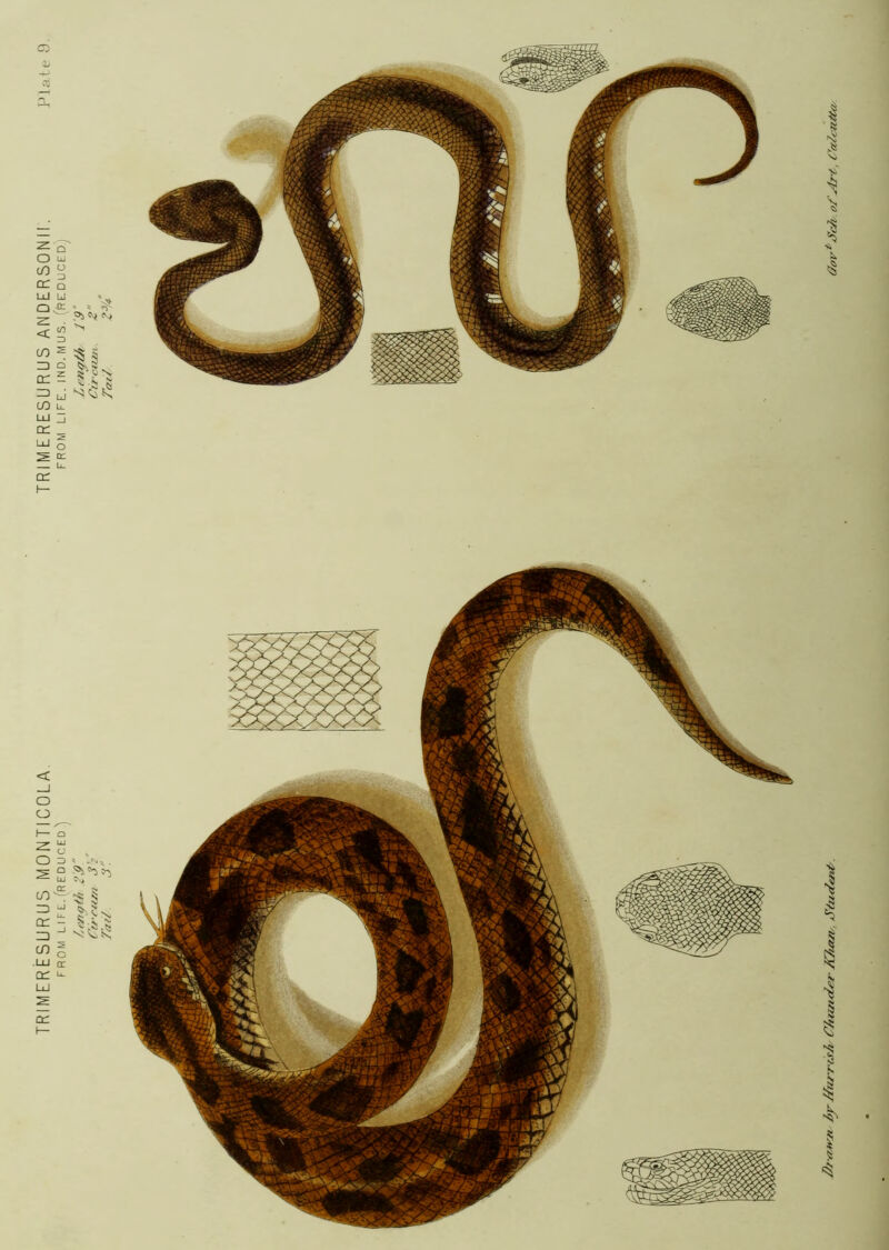 TRIMERESURUS MONTICOLA. TRIMERESURUS ANDERSONII. Plate LU C\, it 5; o or ^jVa^rfJ-A CJiwi<ipr S^u-c{enty (fov^^ch