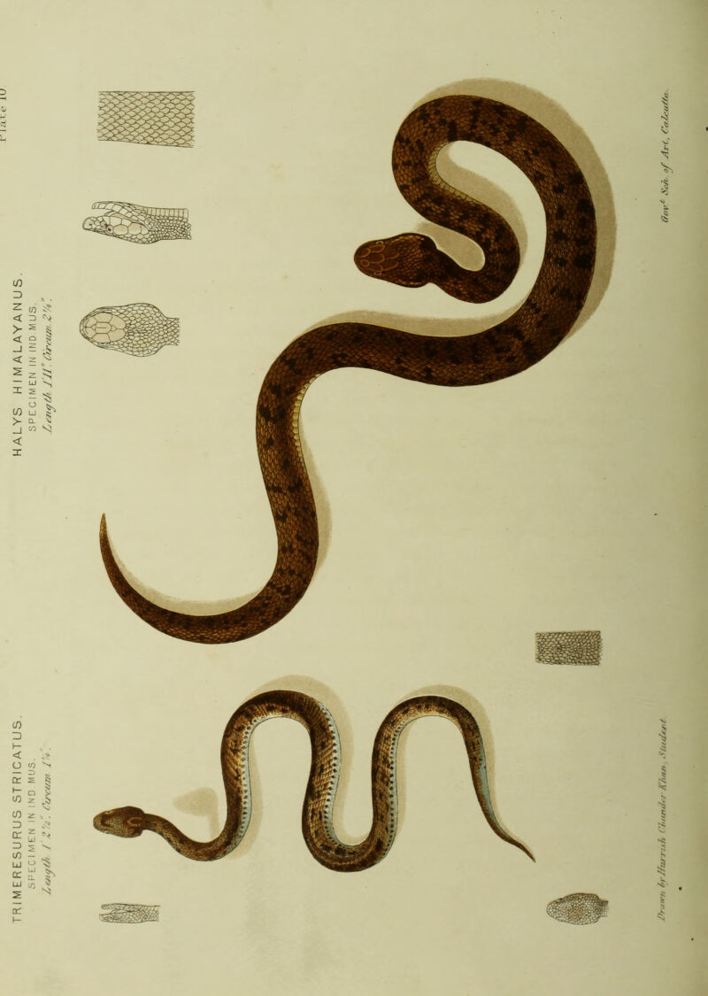 TRIMERESURUS STRICATUS. HALYS HIMALAYANUS SPECIMEN IN IND MUS. SPECIMEN IN IND MUS. /ye/iyth / Circam /V. J'll. Circturt Pravn hyJfujri.sh Cl,iuu/, i Kfiati. Stiidtyit ff„y t Sch. of Art, Ca7A:irfty,