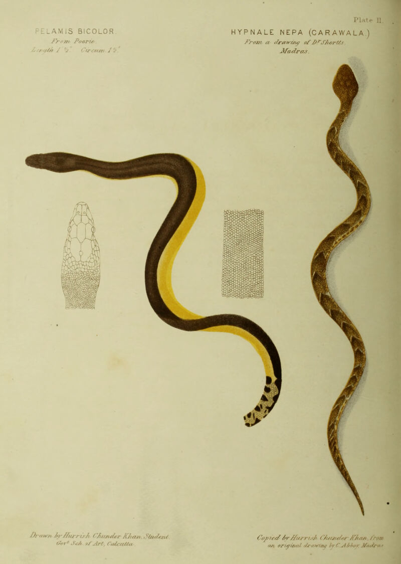 FELAMIS BICOLOR. /V-om- Poorie. Z ■ / tpf? J Crrcum / ^. Plate n, HYPNALE NEPA (CARAWALA) Frojn a Jrawi^i^ oZPPSAortf.s JfaP^as. D/f/urn Ay//iurC^^ CAun^£fKJiait.j.JtuP^>zif O'er^ Scji Coy7f/Z 6rZfurrrsA C/uuu/^' , Prom Oft, ori^iiud flrawttu; l^CAihor Miipj~as
