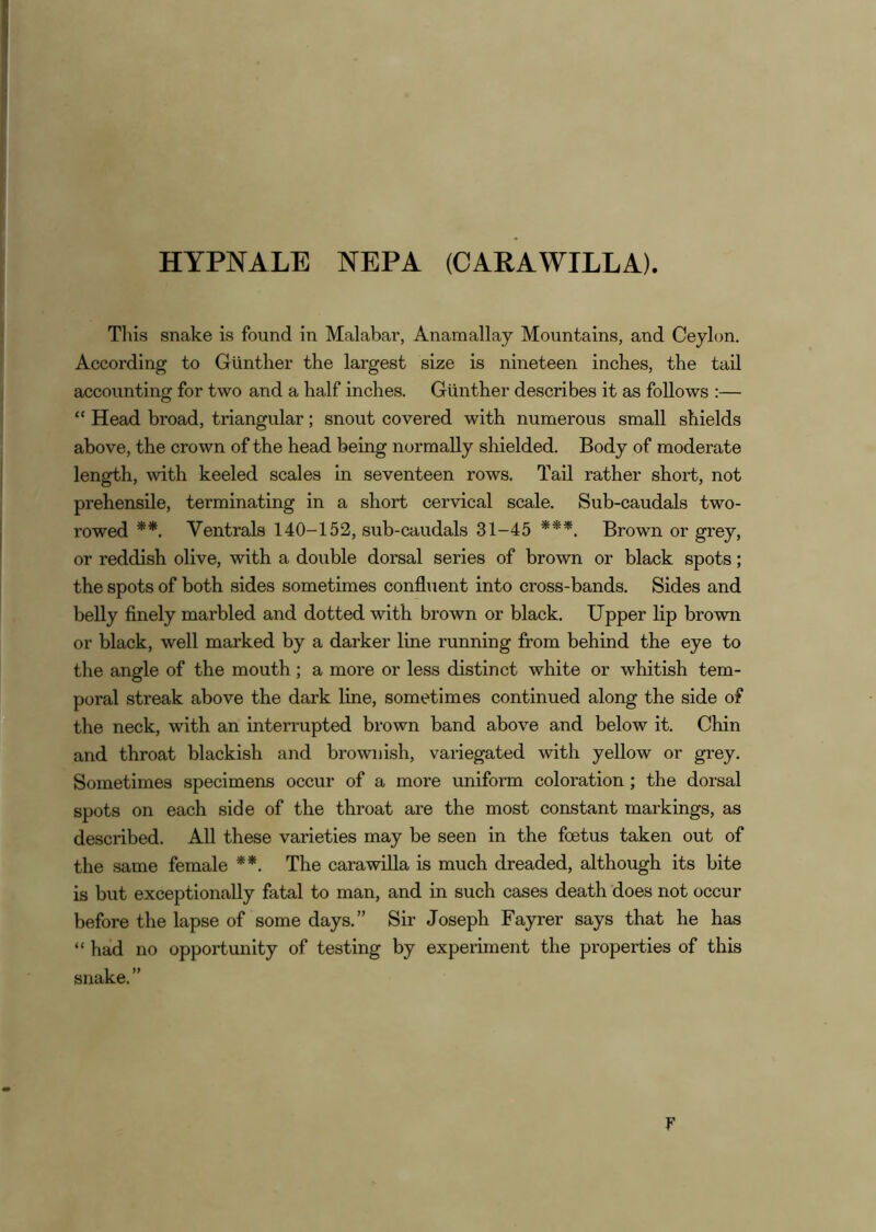HYPNALE NEPA (CAKAWILLA). Tins snake is found in Malabar, Anamallay Mountains, and Ceylon. According to Gunther the largest size is nineteen inches, the tail accounting: for two and a half inches. Gunther describes it as follows :— “ Head broad, triangular; snout covered with numerous small shields above, the crown of the head being normally shielded. Body of moderate length, with keeled scales in seventeen rows. Tail rather short, not prehensile, terminating in a short cervical scale. Sub-caudals two- rowed Ventrals 140-152, sub-caudals 31-45 ***. Brown or grey, or reddish olive, with a double dorsal series of brown or black spots; the spots of both sides sometimes confluent into cross-bands. Sides and belly finely marbled and dotted with brown or black. Upper lip brown or black, well marked by a darker line running from behind the eye to the angle of the mouth; a more or less distinct white or whitish tem- poral streak above the dark line, sometimes continued along the side of the neck, with an interrupted brown band above and below it. Chin and throat blackish and brownish, variegated with yellow or grey. Sometimes specimens occur of a more uniform coloration; the dorsal spots on each side of the throat are the most constant markings, as described. All these varieties may be seen in the foetus taken out of the same female **. The carawilla is much dreaded, although its bite is but exceptionally fatal to man, and in such cases death does not occur before the lapse of some days.” Sir Joseph Fayrer says that he has “ had no opportunity of testing by experiment the properties of this snake.” F
