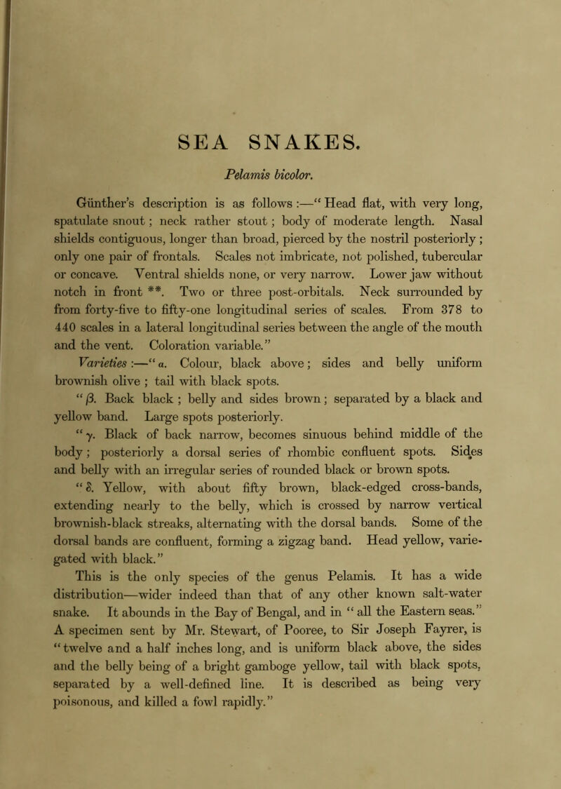 SEA SNAKES. Pelamis bicolor. Gunther’s description is as follows :—“ Head flat, with very long, spatulate snout; neck rather stout; body of moderate length. Nasal shields contiguous, longer than broad, pierced by the nostril posteriorly ; only one pair of frontals. Scales not imbricate, not polished, tubercular or concave. Ventral shields none, or very narrow. Lower jaw without notch in front **. Two or three post-orbitals. Neck surrounded by from forty-flve to fifty-one longitudinal series of scales. From 378 to 440 scales in a lateral longitudinal series between the angle of the mouth and the vent. Coloration variable.” Varieties :—“ a. Colour, black above; sides and belly uniform brownish olive ; tail with black spots. “ 13. Back black ; belly and sides brown; separated by a black and yellow band. Large spots posteriorly. “ y. Black of back narrow, becomes sinuous behind middle of the body ; posteriorly a dorsal series of rhombic confluent spots. Sides and belly with an irregular series of rounded black or brown spots. “ S. Yellow, with about fifty brown, black-edged cross-bands, extending nearly to the belly, which is crossed by narrow vertical brownish-black streaks, alternating with the dorsal bands. Some of the dorsal bands are confluent, forming a zigzag band. Head yellow, varie- gated with black.” This is the only species of the genus Pelamis. It has a wide distribution—wider indeed than that of any other known salt-water snake. It abounds in the Bay of Bengal, and in “all the Eastern seas.” A specimen sent by Mr. Stewart, of Pooree, to Sir Joseph Fayrer, is “twelve and a half inches long, and is uniform black above, the sides and the belly being of a bright gamboge yellow, tail with black spots, separated by a well-defined line. It is described as being very poisonous, and killed a fowl rapidly.”
