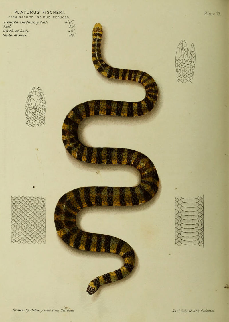 FROM NATURE IND.MUS. REDUCED. Plate 13 Drawn- BeharjrLaU- Dccs^ Student Gor* Sch. o£Art, CaJciUta-