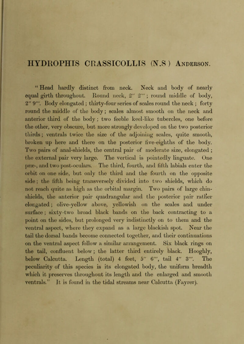 HYDROPHIS CRASSICOLLIS (N.S ) Anderson. “ Head hardly distinct from neck. Neck and body of nearly equal girth throughout. Ptound neck, 2 2'; round middle of body, 2 9'. Body elongated ; thirty-four series of scales round the neck ; forty round the middle of the body ; scales almost smooth on the neck and anterior third of the body; two feeble keel-like tubercles, one before the other, very obscure, but more strongly developed on the two posterior thirds; ventrals twice the size of the adjoining scales, quite smooth, broken up here and there on the posterior live-eighths of the body. Two pairs of anal-shields, the central pair of moderate size, elongated ; the external pair very large. The vertical is pointedly linguate. One prm-, and two post-oculars. The third, fourth, and fifth labials enter the orbit on one side, but only the third and the fourth on the opposite side; the fifth being transversely divided into two shields, which do not reach quite as high as the orbital margin. Two pairs of large chin- shields, the anterior pair quadrangular and the posterior pair ratKer elongated; olive-yellow above, yellowish on the scales and under surface; sixty-two broad black bands on the back contracting to a point on the sides, but prolonged very indistinctly on to them and the ventral aspect, where they expand as a large blackish spot. Near the tail the dorsal bands become connected together, and their continuations on the ventral aspect follow a similar arrangement. Six black rings on the tail, confluent below; the latter third entirely black. Hooglily, below Calcutta. Length (total) 4 feet, 5 6', tail 4 3'. The peculiarity of this species is its elongated body, the uniform breadth which it preserves throughout its leng-th and the enlarged and smooth ventrals.” It is found in the tidal streams near Calcutta (Fayrer).