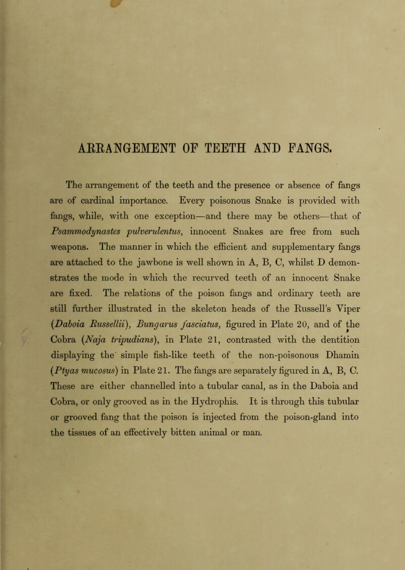 AEEANGEMENT OF TEETH AND FANGS. The arrangement of the teeth and the presence or absence of fangs are of cardinal importance. Every poisonous Snake is provided with fangs, while, with one exception—and there may be others—that of Psammodynastes pulverulentus, innocent Snakes are free from such weapons. The manner in which the efficient and supplementary fangs are attached to the jawbone is well shown in A, B, C, whilst D demon- strates the mode in which the recurved teeth of an innocent Snake are fixed. The relations of the poison fangs and ordinary teeth are still further illustrated in the skeleton heads of the Bussell’s Viper {Dahoia Russellii), Bungarus fasciatus, figured in Plate 20, and of the Cobra {Naja tripudians), in Plate 21, contrasted with the dentition displaying the' simple fish-like teeth of the non-poisonous Dhamin [Ptyas mucosus) in Plate 21. The fangs are separately figured in A, B, C. These are either channelled into a tubular canal, as in the Daboia and Cobra, or only grooved as in the Hydrophis. It is through this tubular or grooved fang that the poison is injected from the poison-gland into the tissues of an effectively bitten animal or man.