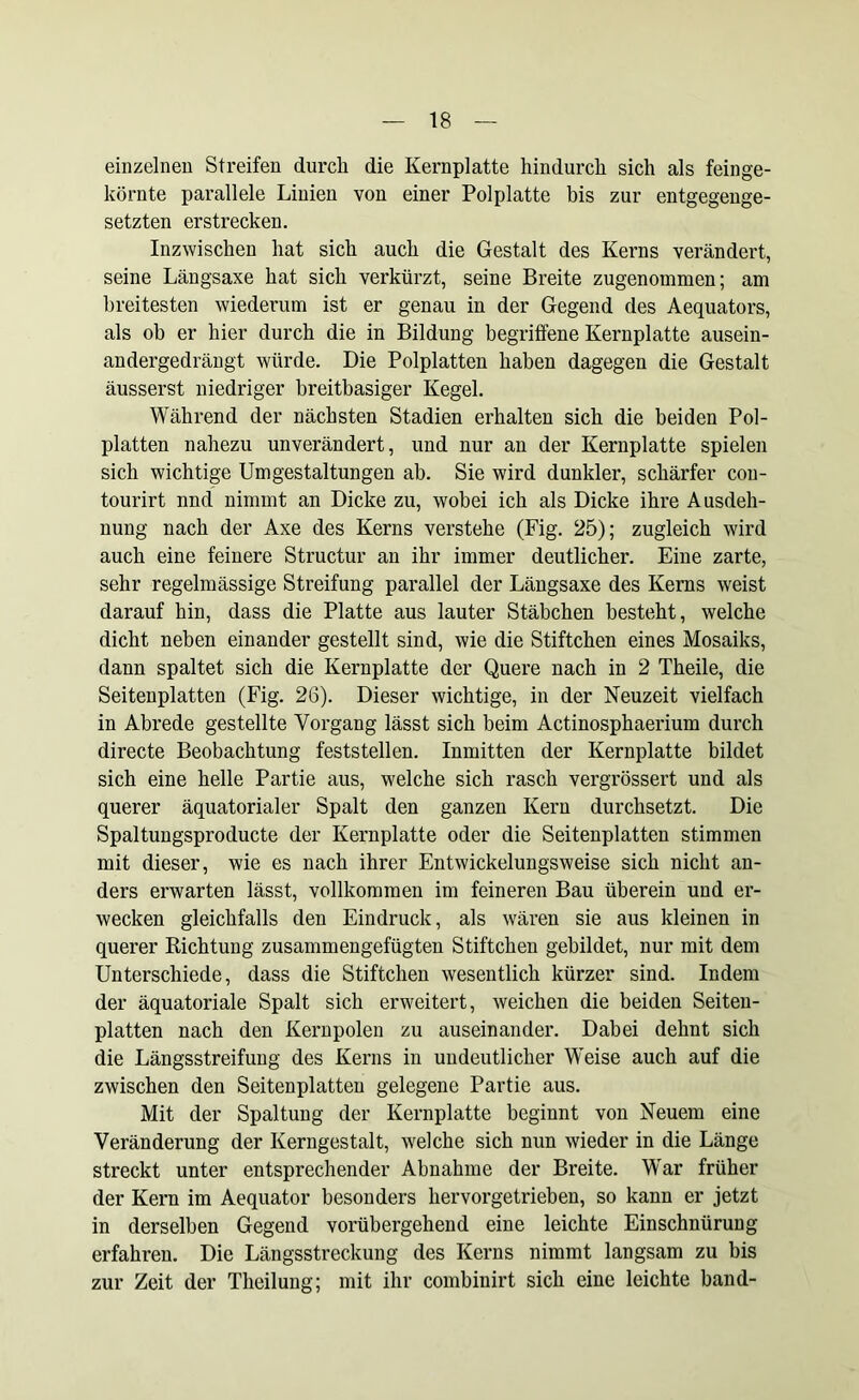 einzelnen Streifen durch die Kernplatte hindurch sich als feinge- körnte parallele Linien von einer Polplatte bis zur entgegenge- setzten erstrecken. Inzwischen hat sich auch die Gestalt des Kerns verändert, seine Längsaxe hat sich verkürzt, seine Breite zugenommen; am breitesten wiederum ist er genau in der Gegend des Aequators, als ob er hier durch die in Bildung begriffene Kernplatte ausein- andergedrängt würde. Die Polplatten haben dagegen die Gestalt äusserst niedriger breitbasiger Kegel. Während der nächsten Stadien erhalten sich die beiden Pol- platten nahezu unverändert, und nur an der Kernplatte spielen sich wichtige Umgestaltungen ab. Sie wird dunkler, schärfer con- tourirt nnd nimmt an Dicke zu, wobei ich als Dicke ihre Ausdeh- nung nach der Axe des Kerns verstehe (Fig. 25); zugleich wird auch eine feinere Structur an ihr immer deutlicher. Eine zarte, sehr regelmässige Streifung parallel der Längsaxe des Kerns weist darauf hin, dass die Platte aus lauter Stäbchen besteht, welche dicht neben einander gestellt sind, wie die Stiftchen eines Mosaiks, dann spaltet sich die Kernplatte der Quere nach in 2 Theile, die Seitenplatten (Fig. 26). Dieser wichtige, in der Neuzeit vielfach in Abrede gestellte Vorgang lässt sich beim Actinosphaerium durch directe Beobachtung feststellen. Inmitten der Kernplatte bildet sich eine helle Partie aus, welche sich rasch vergrössert und als querer äquatorialer Spalt den ganzen Kern durchsetzt. Die Spaltungsproducte der Kernplatte oder die Seitenplatten stimmen mit dieser, wie es nach ihrer Entwickelungsweise sich nicht an- ders erwarten lässt, vollkommen im feineren Bau überein und er- wecken gleichfalls den Eindruck, als wären sie aus kleinen in querer Richtung zusammengefügten Stiftchen gebildet, nur mit dem Unterschiede, dass die Stiftchen wesentlich kürzer sind. Indem der äquatoriale Spalt sich erweitert, weichen die beiden Seiten- platten nach den Kernpolen zu auseinander. Dabei dehnt sich die Längsstreifung des Kerns in undeutlicher Weise auch auf die zwischen den Seitenplatten gelegene Partie aus. Mit der Spaltung der Kernplatte beginnt von Neuem eine Veränderung der Kerngestalt, welche sich nun wieder in die Länge streckt unter entsprechender Abnahme der Breite. War früher der Kern im Aequator besonders hervorgetrieben, so kann er jetzt in derselben Gegend vorübergehend eine leichte Einschnürung erfahren. Die Längsstreckung des Kerns nimmt langsam zu bis zur Zeit der Theilung; mit ihr combinirt sich eine leichte band-