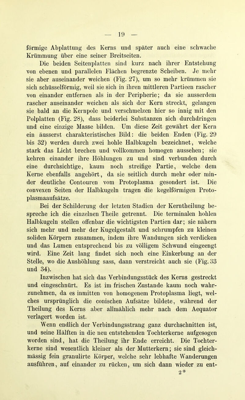 förmige Abplattung des Kerns und später auch eine schwache Krümmung über eine seiner Breitseiten. Die beiden Seitenplatten sind kurz nach ihrer Entstehung von ebenen und parallelen Flächen begrenzte Scheiben. Je mehr sie aber auseinander weichen (Fig. 27), um so mehr krümmen sie sich schüsselförmig, weil sie sich in ihren mittleren Partieen rascher von einander entfernen als in der Peripherie; da sie ausserdem rascher auseinander weichen als sich der Kern streckt, gelangen sie bald an die Kernpole und verschmelzen hier so innig mit den Polplatten (Fig. 28), dass beiderlei Substanzen sich durchdringen und eine einzige Masse bilden. Um diese Zeit gewährt der Kern ein äusserst charakteristisches Bild: die beiden Enden (Fig. 29 bis 32) werden durch zwei hohle Halbkugeln bezeichnet, welche stark das Licht brechen und vollkommen homogen aussehen; sie kehren einander ihre Höhlungen zu und sind verbunden durch eine durchsichtige, kaum noch streifige Partie, welche dem Kerne ebenfalls angehört, da sie seitlich durch mehr oder min- der deutliche Contouren vom Protoplasma gesondert ist. Die convexen Seiten der Halbkugeln tragen die kegelförmigen Proto- plasmaaufsätze. Bei der Schilderung der letzten Stadien der Kerntheilung be- spreche ich die einzelnen Theile getrennt. Die terminalen hohlen Halbkugeln stellen offenbar die wichtigsten Partien dar; sie nähern sich mehr und mehr der Kugelgestalt und schrumpfen zu kleinen soliden Körpern zusammen, indem ihre Wandungen sich verdicken und das Lumen entsprechend bis zu völligem Schwund eingeengt wird. Eine Zeit lang findet sich noch eine Einkerbung an der Stelle, wo die Aushöhlung sass, dann verstreicht auch sie (Fig. 33 und 34). Inzwischen hat sich das Verbindungsstück des Kerns gestreckt und eingeschnürt. Es ist im frischen Zustande kaum noch wahr- zunehmen, da es inmitten von homogenem Protoplasma liegt, wel- ches ursprünglich die conischen Aufsätze bildete, während der Theilung des Kerns aber allmählich mehr nach dem Aequator verlagert worden ist. Wenn endlich der Verbindungsstrang ganz durchschnitten ist, und seine Hälften in die neu entstehenden Tochterkerne aufgesogen worden sind, hat die Theilung ihr Ende erreicht. Die Tochter- kerne sind wesentlich kleiner als der Mutterkern; sie sind gleich- mässig fein granulirte Körper, welche sehr lebhafte Wanderungen ausführen, auf einander zu rücken, um sich dann wieder zu ent- 2 *