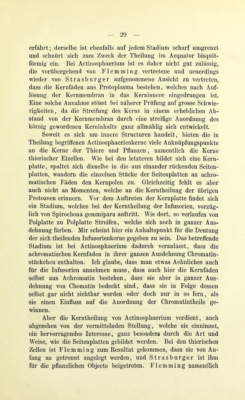 erfährt; derselbe ist ebenfalls auf jedem Stadium scharf umgrenzt und schnürt sich zum Zweck der Theilung im Aequator bisquit- förmig ein. Bei Actinosphaerium ist es daher nicht gut zulässig, die vorübergehend von Flemming vertretene und neuerdings wieder von Strasburger aufgenommene Ansicht zu vertreten, dass die Kernfäden aus Protoplasma bestehen, welches nach Auf- lösung der Kernmembran in das Kerninnere eingedrungen ist. Eine solche Annahme stösst bei näherer Prüfung auf grosse Schwie- rigkeiten, da die Streifung des Kerns in einem erheblichen Ab- stand von der Kernmembran durch eine streifige Anordnung des körnig gewordenen Kerninhalts ganz allmählig sich entwickelt. Soweit es sich um innere Structuren handelt, bieten die in Theilung begriffenen Actinosphaerienkerne viele Anknüpfungspunkte an die Kerne der Thiere und Pflanzen, namentlich die Kerne thierischer Eizellen. Wie bei den letzteren bildet sich eine Kern- platte, spaltet sich dieselbe in die aus einander rückenden Seiten- platten, wandern die einzelnen Stücke der Seitenplatten an achro- matischen Fäden den Kernpolen zu. Gleichzeitig fehlt es aber auch nicht an Momenten, welche an die Kerntheilung der übrigen Protozoen erinnern. Vor dem Auftreten der Kernplatte findet sich ein Stadium, welches bei der Kerntheilung der Infusorien, vorzüg- lich von Spirochona geinmipara auftritt. Wie dort, so verlaufen von Polplatte zu Polplatte Streifen, welche sich noch in ganzer Aus- dehnung färben. Mir scheint hier ein Anhaltspunkt für die Deutung der sich theilenden Infusorienkerne gegeben zu sein. Das betreffende Stadium ist bei Actinosphaerium dadurch veranlasst, dass die achromatischen Kernfäden in ihrer ganzen Ausdehnung Chromatin- stückchen enthalten. Ich glaube, dass man etwas Aehnliches auch für die Infusorien annehmen muss, dass auch hier die Kernfäden selbst aus Achromatin bestehen, dass sie aber in ganzer Aus- dehnung von Chomatin bedeckt sind, dass sie in Folge dessen selbst gar nicht sichtbar werden oder doch nur in so fern, als sie einen Einfluss auf die Anordnung der Chromatintheile ge- winnen. Aber die Kerntheilung von Actinosphaerium verdient, auch abgesehen von der vermittelnden Stellung, welche sie einnimmt, ein hervorragendes Interesse, ganz besonders durch die Art und Weise, wie die Seitenplatten gebildet werden. Bei den thierischen Zellen ist Flemming zum Resultat gekommen, dass sie von An- fang an getrennt angelegt werden, und Strasburger ist ihm für die pflanzlichen Objecte beigetreten. Flemming namentlich