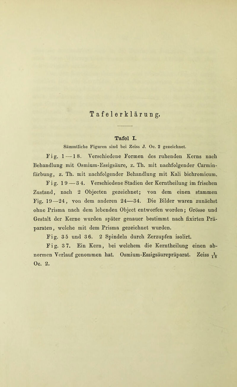 Tafelerklärung. Tafel I. Sämmtliche Figuren sind bei Zeiss J. Oc. 2 gezeichnet. F i g. 1 — 18. Verschiedene Formen des ruhenden Kerns nach Behandlung mit Osmium-Essigsäure, z. Th. mit nachfolgender Carmin- färbung, z. Th. mit nachfolgender Behandlung mit Kali bichromicum. F i g. 19 — 3 4. Verschiedene Stadien der Kerntheilung im frischen Zustand, nach 2 Objecten gezeichnet; von dem einen stammen Fig. 19—24, von dem anderen 24—34. Die Bilder waren zunächst ohne Prisma nach dem lebenden Object entworfen worden; Grösse und Gestalt der Kerne wurden später genauer bestimmt nach fixirten Prä- paraten, welche mit dem Prisma gezeichnet wurden. Fig. 3 5 und 3 6. 2 Spindeln durch Zerzupfen isolirt. Fig. 3 7. Ein Kern, bei welchem die Kerntheilung einen ab- normen Verlauf genommen hat. Osmium-Essigsäurepräparat. Zeiss Oc. 2.