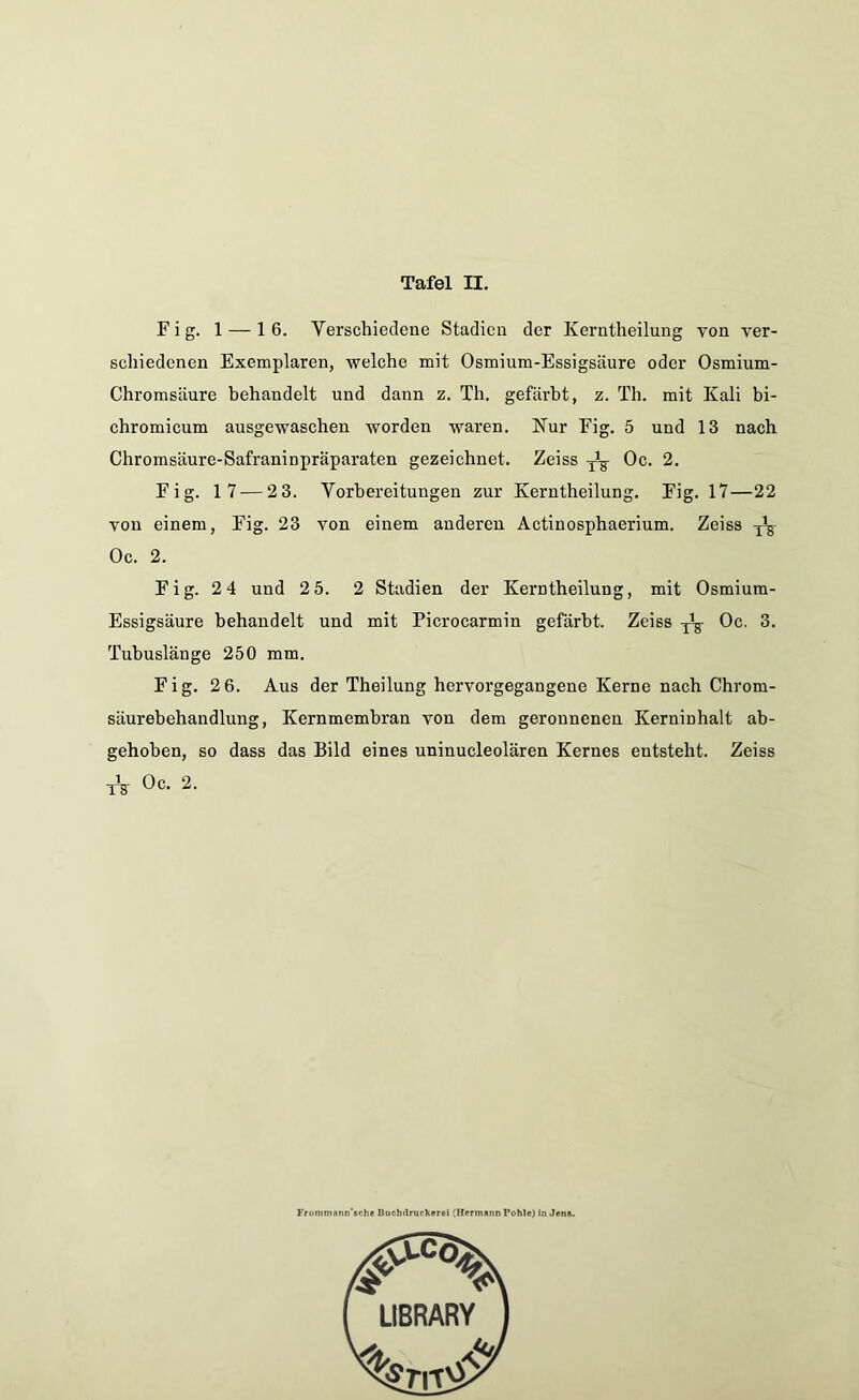 Tafel II. Fig. 1 — 16. Verschiedene Stadien der Kerntheilung von ver- schiedenen Exemplaren, welche mit Osmium-Essigsäure oder Osmium- Chromsäure behandelt und dann z. Th. gefärbt, z. Th. mit Kali bi- chromicum ausgewaschen worden waren. Kur Fig. 5 und 13 nach Chromsäure-Safraninpräparaten gezeichnet. Zeiss ^ Oc. 2. Fig. 17 — 2 3. Vorbereitungen zur Kerntheilung. Fig. 17—22 von einem, Fig. 23 von einem anderen Actinosphaerium. Zeiss Oc. 2. Fig. 2 4 und 2 5. 2 Stadien der Kerntheilung, mit Osmium- Essigsäure behandelt und mit Picrocarmin gefärbt. Zeiss y’-g- Oc. 3. Tubuslänge 250 mm. Fig. 2 6. Aus der Theilung hervorgegangene Kerne nach Chrom- säurebehandlung, Kernmembran von dem geronnenen Kerninhalt ab- gehoben, so dass das Bild eines uninucleolären Kernes entsteht. Zeiss tV 0°*