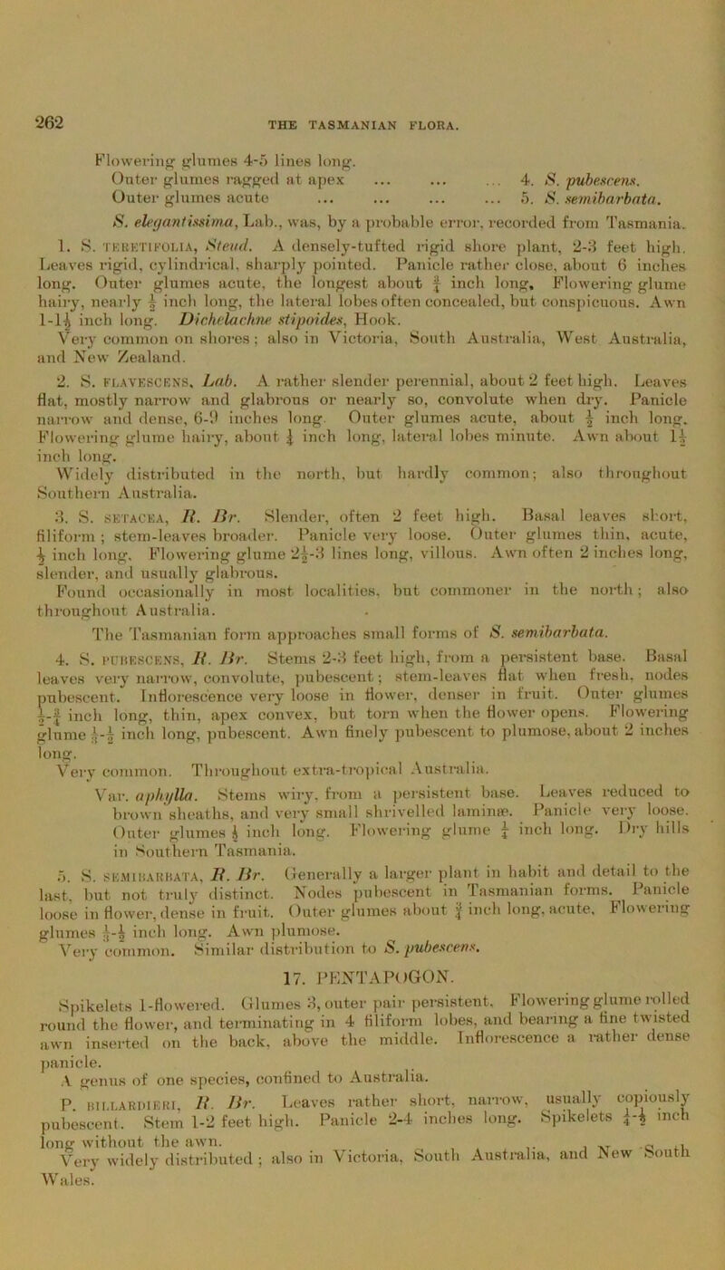 Flowering glumes 4-5 lines long. Outer glumes ragged at apex ... ... ... 4. S. pubescent*. Outer glumes acute ... ... ... ... 5. S. semibarbata. S. elegantissima, Lab., was, by a probable error, recorded from Tasmania. 1. S. teretifolia, Steud. A densely-tufted rigid shore plant, 2-3 feet high. Leaves rigid, cylindrical, sharply pointed. Panicle rather close, about 6 inches long. Outer glumes acute, the longest about § inch long. Flowering glume hairy, nearly | inch long, the lateral lobes often concealed, but conspicuous. Awn 1-lis inch long. Dichelachne stipoides, Hook. Very common on shores; also in Victoria, South Australia, West Australia, and New Zealand. 2. S. FLAVESCENB, Lab. A rather slender perennial, about 2 feet high. Leaves Hat, mostly narrow and glabrous or nearly so, convolute when dry. Panicle narrow and dense, 6-fl inches long Outer glumes acute, about ^ inch long. Flowering glume hairy, about | inch long, lateral lobes minute. Awn about H inch long. Widely distributed in the north, but hardly common; also throughout Southern Australia. 3. S. SETACEA, R. Dr. Slender, often 2 feet high. Basal leaves short, filiform ; stem-leaves broader. Panicle very loose. Outer glumes thin, acute, i, inch long. Flowering glume 2^-3 lines long, villous. Awn often 2 inches long, slender, and usually glabrous. Found occasionally in most localities, but commoner in the north; also throughout Australia. The Tasmanian form approaches small forms of S. semibarbata. 4. S. pubescens, R. Dr. Stems 2-3 feet high, from a persistent base. Basal leaves very narrow, convolute, pubescent; stem-leaves Hat. when fresh, nodes pubescent. Inflorescence very loose in flower, denser in fruit. Outer glumes |-£ inch long, thin, apex convex, but torn when the flower opens. Flowering glume {-i inch long, pubescent. Awn finely pubescent to plumose, about 2 inches long. Very common. Throughout extra-tropical Australia, Var. aphylla. Stems wiry, from a persistent base. Leaves reduced to brown sheaths, and very small shrivelled laminae. Panicle very loose. Outer glumes J inch long. Flowering glume £ inch long. Dry hills in Southern Tasmania. 5. S. SEMIBARBATA, H. Dr. G enerally a larger plant in habit and detail to the last, but not truly distinct. Nodes pubescent in Tasmanian forms. Panicle loose in flower, dense in fruit. Outer glumes about £ inch long, acute, Flowexiug glumes inch long. Awn plumose. Very common. Similar distribution to *S. pubescent*. 17. PENTAPOG0N. Spikelets 1-flowered. Glumes 3, outer pair persistent. Flowering glume rolled round the flower, and terminating in 4 filiform lobes, and bearing a tine twisted awn inserted on the back, above the middle. Inflorescence a rather dense panicle. A genus of one species, confined to Australia. P. BILLARDIERI, R. Dr. Leaves rather short, narrow, usually copiously pubescent. Stem 1-2 feet high. Panicle 2-4 inches long. Spikelets H inch long without the awn. ,, Very widely distributed ; also in Victoria, South Australia, and Aew South Wales.