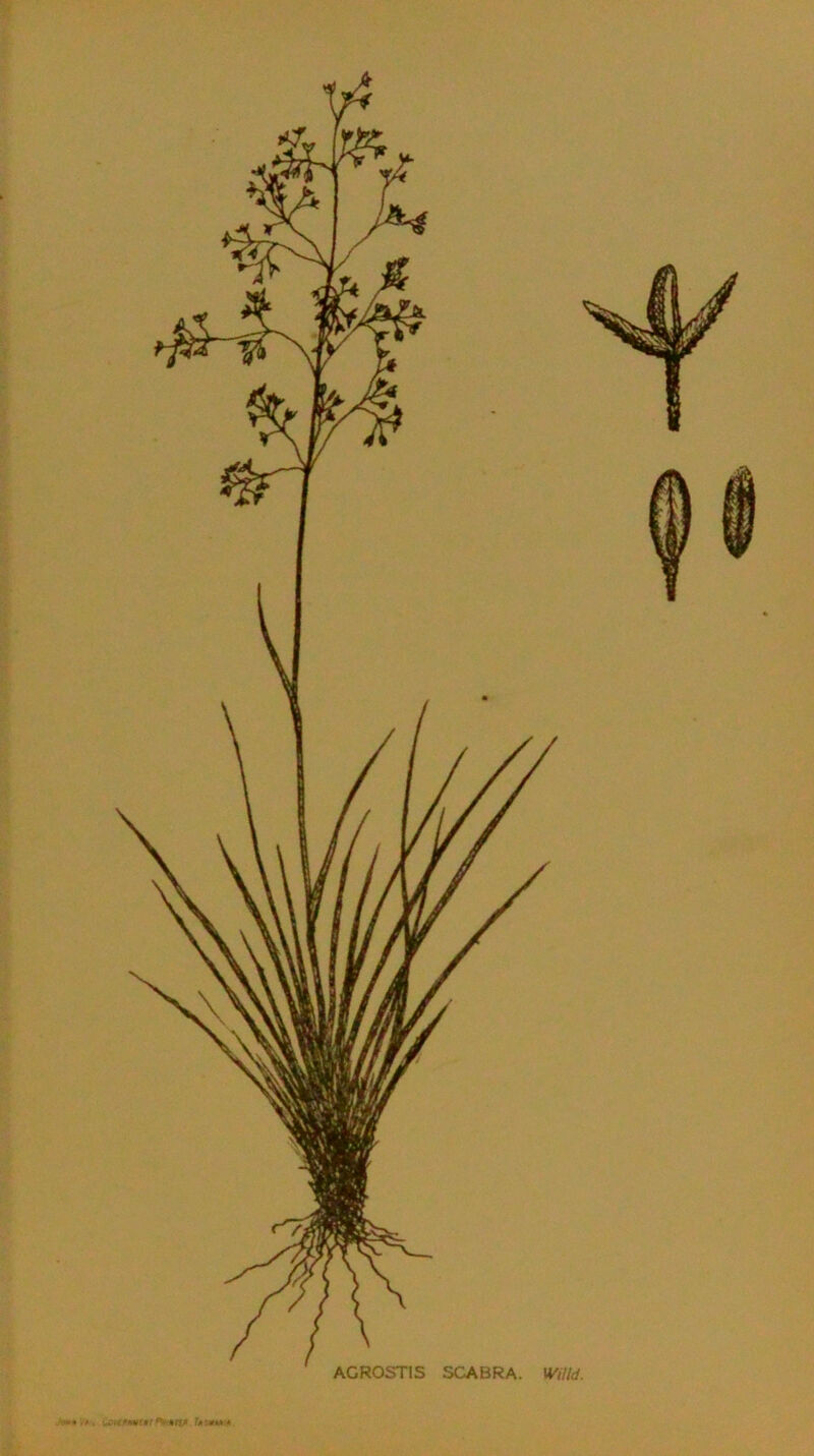 AGROSTiS SCABRA. Willd. ptunm ^hktfH. 7au/aaia.