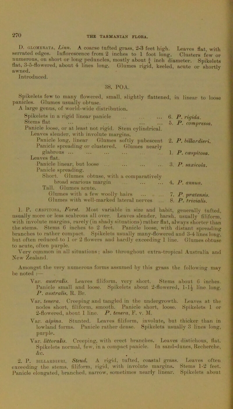 I). glomerata, Linn. A coarse tufted grass, 2-3 feet high. Leaves hat, with serrated edges. Inflorescence from 2 inches to 1 foot long. Clusters few or numerous, on short or long peduncles, mostly about f inch diameter. Spikelets flat, 3-5-flowered, about 4 lines long. Glumes rigid, keeled, acute or shortly awned. Introduced. 38. POA. Spikelets few to many flowered, small, slightly flattened, panicles. Glumes usually obtuse. A large genus, of world-wide distribution. Spikelets in a rigid linear panicle .. ... ... 6. Stems flat ... ... ... ... ... ... 5. Panicle loose, or at least not rigid. Stem cylindrical. Leaves slender, with involute margins. Panicle long, linear Glumes softly pubescent 2. Panicle spreading or clustered. Glumes nearly glabrous ... ... ... ... ... ... 1. Leaves flat. Panicle linear, but loose ... ... ... ... 3. Panicle spreading. Short. Glumes obtuse, with a comparatively broad scarious margin ... ... ... 4. Tall. Glumes acute. Glumes with a few woolly hairs ... ... 7. Glumes with well-marked lateral nerves ... 8. in linear to loose P. rigida. P. compressa P. billardieri. P. ccespitosa. P. saxicola. P. annua. P. prat etuis. P. triviality. 1. P. C-ESPITOSA, Forst. Most variable in size and habit, generally tufted, usually more or less scabrous all over. Leaves slender, harsh, usually filiform, with involute margins, rarely (in shady situations) rather flat, always shorter than the stems. Stems 6 inches to 2 feet. Panicle loose, with distant spreading branches to rather compact. Spikelets usually many-flowered and 3-4 lines long, but often reduced-to 1 or 2 flowers and hardly exceeding 1 line. Glumes obtuse to acute, often purple. Very common in all situations; also throughout extra-tropical Australia and Xew Zealand. Amongst the very numerous forms assumed by this grass the following may be noted :— Var. australis. Leaves filiform, very short. Stems about G inches. Panicle small and loose. Spikelets about 2-flowered, 1-1^ line long. P. australis, R. Br. Yar. toner a. Creeping and tangled in the undergrowth. Leaves at the nodes short, filiform, smooth. Panicle short, loose. Spikelets 1 or 2-flowered, about 1 line. P. tenera, F. v. M. Var. alpina. Stunted. Leaves filiform, involute, but thicker than in lowland forms. Panicle rather dense. Spikelets usually 3 lines long, purple. Var. littoralis. Creeping, with erect branches. Leaves distichous, flat. Spikelets normal, few, in a compact panicle. In sand-dunes, Recherche, &c. 2. P. billardieri. Steud. A rigid, tufted, coastal grass. Leaves often exceeding the stems, filiform, rigid, with involute margins. Stems 1-2 feet. Panicle elongated, branched, narrow, sometimes nearly linear. Spikelets about
