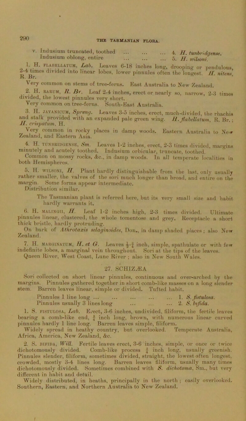 THE TASMANIAN FLORA. V. Indusium truncated, toothed 4. //. tunbridgente. Indusium oblong, entire 5. H. wihoni o Lab• leaves 6-18 inches long, drooping or pendulous, ~-4Bmes divided into linear lobes, lower pinnules often the longest. H. nitem, Very common on stems of tree-ferns. East Australia to New Zealand. 2. JI. rarum, R. Br. Leaf 2-4 inches, erect or nearly so, narrow, 2-3 times divided, the lowest pinnules very short. Very common on tree-ferns. South-East Australia. 3. IT. javantcijm, Spreng. Leaves 3-5 inches, erect, much-divided, the rhaohis and stalk provided with an expanded pale green wing. 11. fiabellatum, R. Br. • 11. crixpatum, H. Very common in rocky places in damp woods. Eastern Australia to New Zealand, and Eastern Asia. 4. H. tonhridgense, Sm. Leaves 1-2 inches, erect, 2-3 times divided, margins minutely and acutely toothed. Indusium orbicular, truncate, toothed. Common on mossy rocks, Ac., in damp woods. In all temperate localities in both Hemispheres. 0. IT. wilsoni, 11. Plant hardly distinguishable from the last, only usually rather smaller, the valves of the sori much longer than broad, and entire on the margin. Some forms appear intermediate. Distribution similar. I he Tasmanian plant is referred here, but its very small size and habit hardly warrants it. 6. H. malingii, 11. Leaf 1-2 inches high, 2-3 times divided. Ultimate pinnules linear, clustered, the whole tomentose and grey. Receptacle a short thick bristle, hardly protruding. On bark of Athrotaxis selaginoides, Don., in damp shaded places: also New Zealand. 7. H. MA ruinatum, fl. et (1. Leaves inch, simple, spathulate or with few indefinite lobes, a marginal vein throughout. Sori at the tips of the leaves. Queen River, West Coast, Lune River ; also in New South Wales. 27. SCHIZ^EA Sori collected on short linear pinnules, continuous and over-arched by the margins. Pinnules gathered together in short comb-like masses on a long slender stem. Barren leaves linear, simple or divided. Tufted habit. Pinnules 1 line long ... ... ... ... ... 1. S. fixtulosa. Pinnules usually 3 lines long ... ... ... 2. S. bifida. 1. S. fistulosa, Lab. Erect, 3-6 inches, undivided, filiform, the fertile leaves bearing a comb-like end, § inch long, brown, with numerous linear curved pinnules hardly 1 line long. Barren leaves simple, filiform. Widely spread in heathy country, but overlooked. Temperate Australia, Africa, America, New Zealand, Ac. 2. S. bifida, Will. Fertile leaves erect, 3-6 inches, simple, or once or twice dichotomously divided. Comb-like process f inch long, usually greenish. Pinnules slender, filiform, sometimes divided, straight, the lowest often longest, crowded, mostly 3-4 lines long. Barren leaves filiform, usually many times dichotomously divided. Sometimes combined with N. dichotoma, Sm., but very different in habit and detail. Widely distributed, in heaths, principally in the north ; easily overlooked. Southern, Eastern, and Northern Australia to New Zealand. I