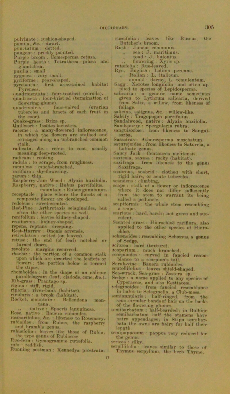 puIvinate : cushion-shaped, pumila, Ac. : dwarf, ponetatum : dotted, pungent : prickly pointed. Purple broom . Comesperma retusa. Purple heath : Tetratheca pilosa and glanduiosn. pusilla : small, pygnnea : very small, pyriforme : pear-shaped, pyreuaica : first ascertained habitat Pyrenees. cjuadridentata : four-toothed (corolla), quadriseta : four-bristled (termination of flowering glume). quadrivalvis: four-valved (ovarian tubercles and bracts of each fruit in the cone). Quake-grass : Briza sp. Quillwort : Isoetes lacustris. raceme : a manv-flowered inllorescence, in which the flowers are stalked and arranged along an unbranched common stalk. radieata. Ac. : refers to root, usually meaning deep-rooted, radieans : rooting, radula : to scrape, from roughness, ramulosa : much-branched, rariflora : shy-flowering, larum : thin. Raspberry-Jam Wood : Alyxia buxifolia. Ha-pberrv, native : Rubus parvifolius. mountain : Rubus gunuianus. receptacle : place where the florets of a composite flower are developed, redolens : sweet-scented. Red-Pine : Arthrotaxis selaginoides, but often the other species as well, renifolium : leaves Kidney-shaped, roniformis : kidney-shaped, repens, reptans : creeping. Rest-Harrow : Ononis arvensis. reticulatus : netted (on leaves), refuse : the end (of leaf) notched or turned down. revolute : margins recurved, rhaohis : the portion of a common stalk upon which are inserted the leaflets or flowers; the portion below is termed the stipes. rhomboidea : in the shape of an oblique parallelogram (leaf, cladode. cone, Ac.). Rib-grass Prantago sp. rigida : stiff, rigid, riparia ; river-bank (habitat), rivularis : a brook (habitat). Rocket, mountain : Bellendenn mon- tana. native . Epacris lanuginosa. Rose, native : Bauera rubioides. rosmarifolius, Ac. : likpness to Rosemary, rubioides : from Rubus, the raspberry and bramble genus. rubirofolia : leaves like those of Rubia. the type genus of Ruhiaeefp. Rue-fern : Oymogrsninie rutiefolia. rufa : reddish. Running postman : Kennedya prostrata. ruscifolia : leaves like Ru.scus, the Butcher’s broom. Rusli : J uncus communis. sea : J. maritimus. toad • J. bufonius. flowering . Xyris sp. ruttcfeiia : Rue-leaved. Rye, English : Loliutn perenne. ,, Italian : L. i tali cum. annual : darnel, L. temulentum. Sagg : Verotes longifolia, and often ap- plied to species of Lepidosperma. salicaria : a generic name sometimes given to Lythrum salicaria. derived from Salix, a willow, from likeness of foliage. salicina, -alignus, Ac. : willow-like. Salsify : Tragopogon porrifolius. | Sandalwood, native : Alyxia buxifolia. i Sandspurry : Spergularia rubra. J sanguisorbie : from likeness to Sangui- sorba. Sassafras : A the ros perm a moschatum. saturejoides : from likeness to Satureia, a Labiate genus. Saucy Jack : Centaurea melitensis. saxicola, saxosu : rocky (habitat), saxifraga : from likeness to the genus Saxifraga. scabrous, scab rid : clothed with short, rigid hairs, or acute tubercles, scandens : climbing. I scape : stalk of a flower or inflorescence where it does not differ sufficiently from the stem to warrant its being called a peduncle. j sea pi form is : the whole stem resembling a scape. searious : hard, harsh: not green and suc- culent. Scented grass Hierochloe rariflora, also applied to the other species of Hiero- chloe. sehsenoides : resembling Schsenus, a genus of Sedge. sciurea : hard (texture), soopariiim : much branched, scorpioides : curved in fancied resem- blance to a scorpion’s tail. Scrub-vine : Bauera rubioides. scutellifolius : leaves shield-shaped. Sea-wrack, Sea-grass : Zostera sp. Sedge : a name applied to any species of Cyperacea?, and also Restiaceie. selaginoides : from fancied resemblance in habit to Selaginella, a Club-moss, semi annularis : half-ringed, from the semi-circular bandsof hair on the backs of the flowering glumes, semibarbatum : half-bearded: in Bulbine semibarbaturn half the stamens have hairy appendages; in St-ipa semibar- hate the awns are hairs- for half their length. semipapposum : pappus very reduced for the genus, sericea : silky. serpillifolia : leaves similar to those of Thymus serpyllnm, the herb Thyme.