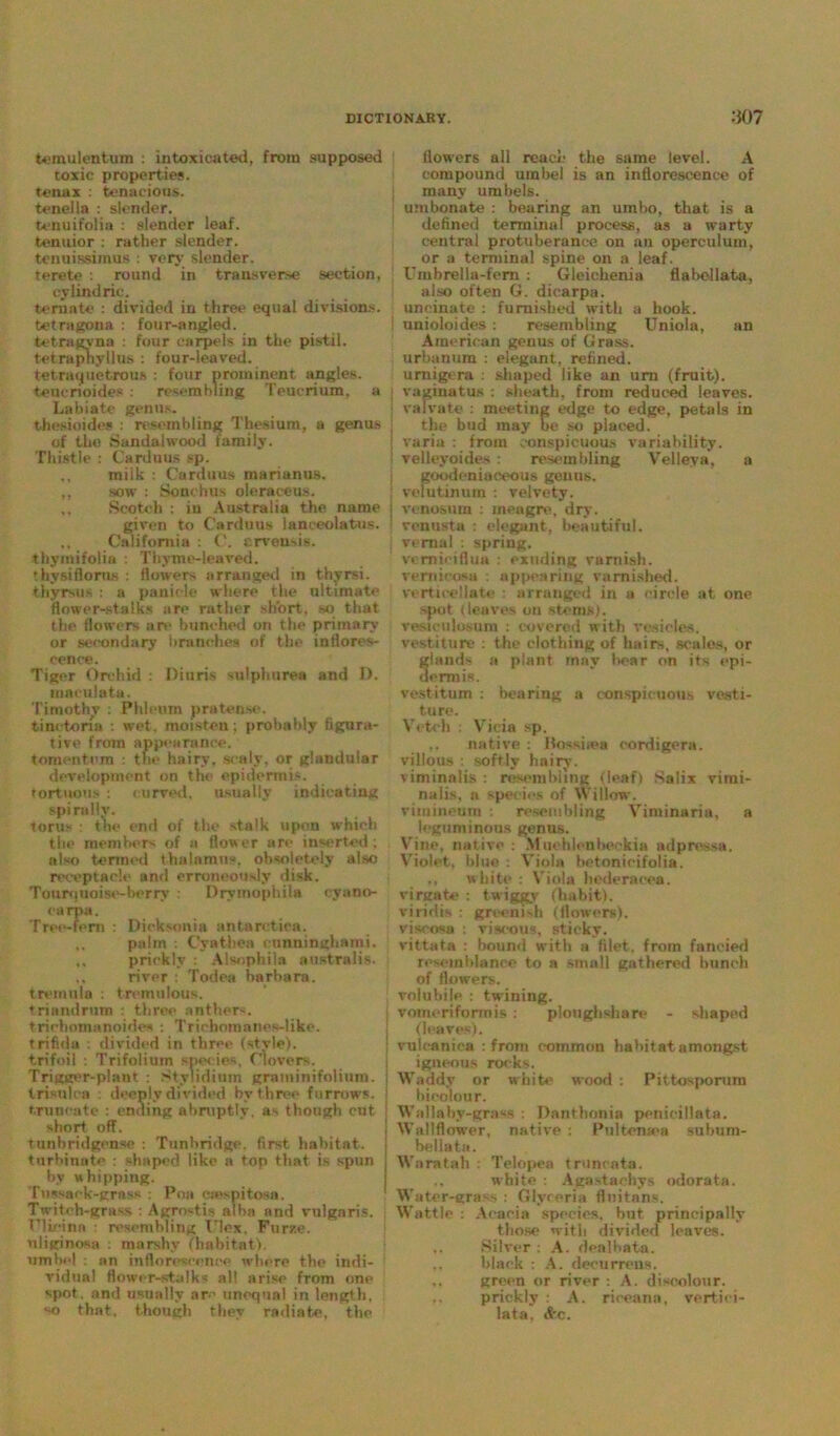 temulentum : intoxicated, from supposed toxic properties, tenax : tenacious, tenella : slender, tenuifolia : slender leaf, tenuior : rather slender, tenuissimus : very slender, terete : round in transverse section, cylindrio. teraate : divided in three equal divisions, tetragons : four-angled, tetragvna : four carpels in the pistil, tetrapliyllus : four-leaved, tetraquetrous : four prominent angles, teuenoides : resembling Teucrium, a Labiate genus. thesioidcs : resembling Thesium, a genus of the Sandalwood family. Thistle : Carduus sp. ,, milk : Carduus marianus. ,, sow : Sonehus oleraceus. Scotch : in Australia the name given to Carduus lanceolatos. California : C. ervensis. thymifolia : Thyme-leaved, rbysifloru-s : (lowers arranged in thyrsi, thyrsus : a panicle where the ultimate flower-stalks are rather short, so that the flowers are bunched on the primary or secondary branches of the inflores- cence. Tiger Orchid : Diuris sulphurea and 1). raaculata. Timothy : Phleum praten.se. tinetona : wet. moisten; probably figura- tive from appearance, tomentem : the hairy, scaly, or glandular development on the epidermis, tortuous : curved, usually indicating spirally. torus : the end of the stalk upon which the members of a flower are inserted; also termed thalamus, obsoletely also receptacle and erroneously disk. Toorquoise-berry : Drymophila cynno- earpa. Tree-fern : Dicksonia antarctica. palm : Cyathea cunninghami. ,. prickly : Alsophiln australis, river : Todea harbara. tremula : tremulous, trinndrum : three anther-, trichomanoides : Trichomancs-like. trifida : divided in three (style), trifoil : Trifolium species, Clovers. Trigger-plant ; Stylidium grnminifolium. trisnlea : deeply divided by three furrows, truncate : ending abruptly, as though cut short off. tunhridgense : Tunbridge, first habitat, turbinate : shaped like a top that is spun by whipping. Tossaek-grass : Poa ea'spitosa. Twitch-grass. : Agrn-tis alba and vulgaris, riicinn : resembling I lex. Furze, nliginosa : marshy (habitat), umlx'l : an inflorescence where the indi- vidual flower-stalks all arise from one spot, and usually arc unequal in length, so that, though they radiate, the (lowers all read- the same level. A compound umbel is an inflorescence of many umbels, umbonate : bearing an umbo, that is a defined terminal process, as a warty central protuberance on an operculum, or a terminal spine on a leaf. Umbrella-fern : Gleichenia flabellata, also often G. dicarpa. uncinate : furnished with a hook, unioloides: resembling Uniola, an American genus of Grass, urhanum : elegant, refined, urnigera : shaped like an urn (fruit). ! vagiuatus : sheath, from reduced leaves. ; valvate : meeting edge to edge, petals in the bud may be so placed, j varia : from conspicuous variability, velleyoides : resembling Velleya, a goodeniaceous genus, j vefutinum : velvety, i venosum : meagre, dry. ' venusta : elegant, beautiful. | vernal : spring, vemieiflua : exuding varnish, vemicosa : appearing varnished. v< mediate arranged in a circle at one spot (leaves on stems), vesiculosum : covered with vesicles, vestiture : the clothing of hairs, scales, or glands a plant rnav bear on its epi- dermis. vestitum : bearing a conspicuous vesti- ture. Vetch : Vieia sp. ,. native : Hossinea cordigera. villous : softly hairy, viminalis : resembling (leaf) Salix vimi- nalis, a species of Willow, vituineum : resembling Viminaria, a leguminous genus. Vine, native : Muehleubeckia adpressa. Violet, blue : Viola betonicifolia. ., white : V'iola hederaeea. virgate : twiggy (habit), viridis : greenish (flowers), viscosa : viscous, sticky, vittata : bound with a filet, from fancied resemblance to a small gathered bunch of flowers, volubile : twining. vomeriformis: ploughshare - shaped (leaves). | vuleanica : from common habitat amongst i igneous rocks. | Waddy or white wood : Pittosporurn bicolon r. Wallaby-grass : Danthonia penicillata. Wallflower, native : Pultena»a suhum- hellata. Waratah : Telopea truncata. ,, white : Agastachys odorata. Water-grass : Glyreria flnitans. Wattle : Acacia species, but principally those with divided leaves. Silver : A. dealbata. black : A. deeurrens. green or river : A. discolour, prickly : A. riceann, vertiei- lata, «frc.