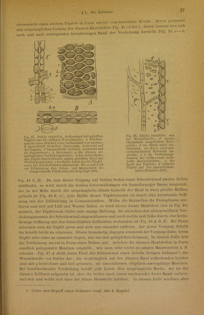 • tj /,. Diii Zellhanl ■ rhPnansicht eines solchen TüplVIs in Form /Avoier imncentrisehor Kreise, deren grosserer den ursprün,Wehen Umfang der dünnen Hautstellen (Fig. *5 O bei ninerer de nsmh nach und nach verengenden kreisförmigen Rand der Verd.cknng darstüll (1 ig. 2o a , Fig. 27. Dahlia variabilis, Gefässwand mit gellüften Tüpfeln aus der saftigen Wurzelknolle ; A Flächen- ansiclit eines Stückes einer Gefässwand von aussen ; B Querschnitt derselben (horizontal, senkrecht auf das Papier), C Längsschnitt (vertical, senkrecht auf die Papierebene); q Querwand; a die dünnen ur- sprünglichen Verdickungsleisten, b der verbreiterte, den Tüpfel überwölbende,-später gebildete Theil der Verdickungsleisten, c der Spalt, durch den der Tiipfel- raum init dem Zellraum commnnicirt. Bei « und ß ist zur Erläuterung dem Längs- und Querschnitt die entsprechende Flächenansicht beigefügt ($00). chymatiscli ausgebildete Holz- zellen; V ein Stück einer Ge- fässwand , wo diese einer par- cncliymatisclien Holzzelle an- grenzt; n b die Verdickungs- massen der Gefässwand senk- recht durchschnitten, c der Spalt des Tüpfels; d einfache Tüpfel auf der parenchymati- schen Holzzelle (800). Fig. 25 C, D). Da nun dieser Vorgang auf beiden Seiten einer Scheidewand zweier Zellen stnttfindet, so wird durch die beiden Ueberwölbungen ein linsenförmiger Raum umgrenzt, der in der Mitte durch die ursprüngliche dünne Lamelle der Haut in zwei, gleiche Hälften getheilt ist (Fig. 26 F, w), jede Hälfte dieses Tüpfelraumes ist durch eine kreisrunde Oefl'- nung mit der Zellhöhlung in Communication. Wenn die Holzzellen ihr Protoplasma ver- lieren und sich mit Luft und Wasser füllen, so wird dieses dünne Häutchen (wie in big. 26) zerstört, der Tüpfelraum bildet eine einzige Höhlung, die zwischen den übergewölbten Ver- dickungsmassen der Scheidewand eingeschlossen und nach rechts und links durch eine kreis- förmige Oeffnung mit den benachbarten Zellhöhlen verbunden ist (Fig. 26 A, D, E). Bei Pinus sylvestris sind die Tüpfel gross und weit von einander entfernt , der ganze Vorgang Schritt, für Schritt leicht zu erkennen. Etwas fremdartig dagegen erscheint der Vorgang dann, wenn Tüpfel sehr nahe an einander liegen, wie bei den getüpfelten Gelassen. In diesem Falle tritt die Verdickung zuerst in Form eines Netzes auf, welches die dünnen Haufstellen in Form rundlich polygonaler Maschen umgiebt, wie man sehr leicht an jungen Maiswurzcln z. B. erkennt. Fig. 27 A stellt einen Theil der Seitenwand eines bereits fertigen Gefässes1) der Wurzelknolle von Dahlia dar ; die ursprünglich auf der dünnen Haut auftretenden Leisten sind mit a bezeichnet und hell gelassen; sic umschliessen elliptisch-zweispitzige Maschen. Bei fortschreitender Verdickung behält jede Leiste ihre ursprüngliche Breite, wo sie der dünnen Zellhaut aufgesetzt ist, aber ihr weiter nach innen wachsender freier Rand verbrei- tert sich und wölbt sich über die dünne liautstelle hinüber. In diesem Falle wachsen aber I Ueber den Begriff eines Gefässes vergl. das 2. Kapitel.