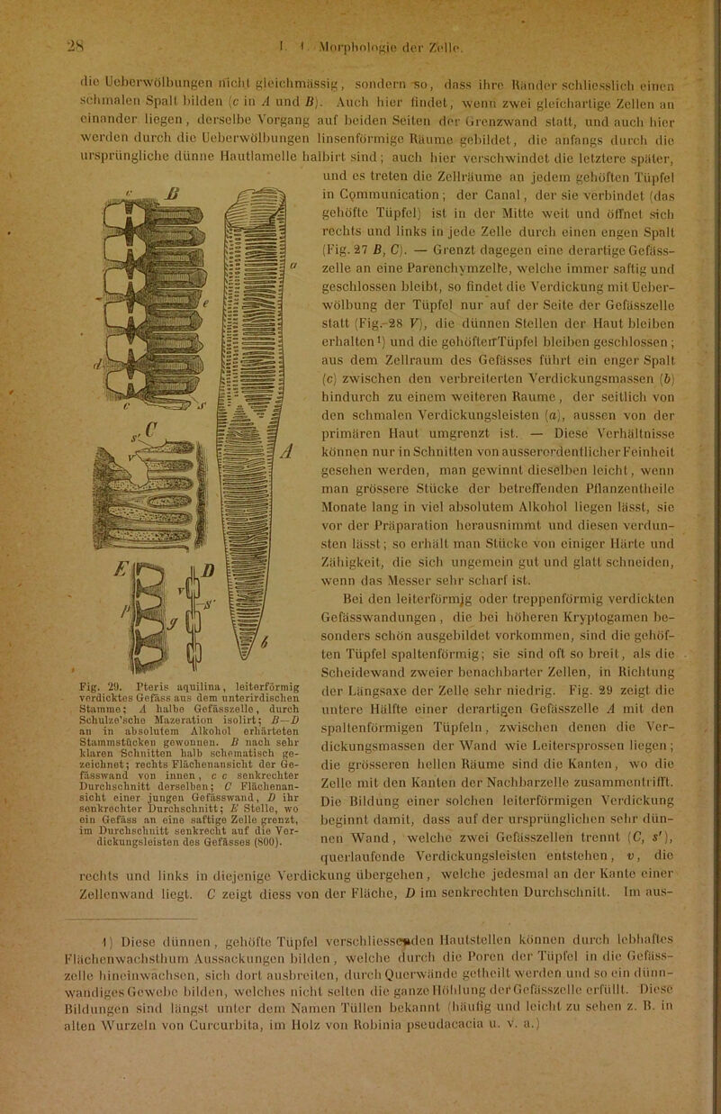 die Uoberwölbungen nicht gleichmässig, sondern so, dass ihre Ränder schliesslich einen schmalen Spall bilden (c in A und B). Auch hier findet, wenn zwei gleichartige Zellen an einander liegen , derselbe Vorgang auf beiden Seiten der Grenzwand statt, und auch hier werden durch die Ueberwölbungen linsenförmige Räume gebildet, die anfangs durch die ursprüngliche dünne Hautlamelle halbirt sind ; auch hier verschwindet die letztere später, Fig. 29. Pteris aquilina, leiterförmig verdicktes Gefäss aus dem unterirdischen Stamme; A halbe Gcfässzelle, durch Schulzo’sche Mazeration isolirt; B—D an in absolutem Alkohol erhärteten Stammstucken gewonnen. B nach sehr klaren Schnitten halb schematisch ge- zeichnet; rechts Fläclienansicht der Ge- fässwand von innen, c c senkrechter Durchschnitt derselben; C Flächenan- sicht einer jungen Gefässwand, D ihr senkrechter Durchschnitt; B Stelle, wo oiu Gefäss an eine saftige Zollo grenzt, im Durchschnitt senkrecht auf die Ver- dickungsleiston des Gcfässes (800). und es treten die Zellräume an jedem gehöften Tüpfel in Cpminunication ; der Canal, der sie verbindet (das gehöfte Tüpfel) ist in der Mitte weil und öffnet sich rechts und links in jede Zelle durch einen engen Spalt (Fig. 27 B, C). — Grenzt dagegen eine derartige Gefäss- zelle an eine Parenchymzelte, welche immer saftig und geschlossen bleibt, so findet die Verdickung mitüeber- wölbung der Tüpfel nur auf der Seite der Gcfässzelle statt (Fig.-28 V), die dünnen Stellen der Haut bleiben erhalten1) und die gohöfterrTüpfel bleiben geschlossen; aus dem Zellraum des Gefässes führt ein enger Spalt (c) zwischen den verbreiterten Verdickungsmassen (b) hindurch zu einem weiteren Raume, der seitlich von den schmalen Verdickungsleisten (a), aussen von der primären Haut umgrenzt ist. — Diese Verhältnisse können nur in Schnitten von ausserordentlicher Feinheit gesehen werden, man gewinnt dieselben leicht, wenn man grössere Stücke der betreffenden Pllanzentheile Monate lang in viel absolutem Alkohol liegen lässt, sic vor der Präparation herausnimmt und diesen verdun- sten lässt; so erhält man Stücke von einiger Härte und Zähigkeit, die sich ungemein gut und glatt schneiden, wenn das Messer sehr scharf ist. Bei den leiterfürmjg oder treppenförmig verdickten Gefässwandungen , die bei höheren Kryptogamen be- sonders schön ausgebildet Vorkommen, sind die gehöf- ten Tüpfel spaltenförmig; sie sind oft so breit, als die Scheidewand zweier benachbarter Zellen, in Richtung der Längsaxe der Zelle sehr niedrig. Fig. 29 zeigt die untere Hälfte einer derartigen Gefässzelle A mit den spaltenförmigen Tüpfeln, zwischen denen die Ver- dickungsmassen der Wand wie Leitersprossen liegen; die grösseren hellen Räume sind die Kanten, wo die Zelle mit den Kanten der Nachbarzelle zusammentrifft. Die Bildung einer solchen leiterförmigen Verdickung beginnt damit, dass auf der ursprünglichen sehr dün- nen Wand, welche zwei Gefässzellen trennt (C, s'), qucrlaufende Verdickungsleisten entstehen, v, die rechts und links in diejenige Verdickung übergehen, welche jedesmal an der Kante einer Zellenwand liegt. C zeigt tliess von der Fläche, D im senkrechten Durchschnitt. Im aus- 1) Diese dünnen, gehöfte Tüpfel verschliesspgden Hautstellen können durch lebhaftes Flächenwachsthum Aussackungen bilden, welche durch die Poren der Tüpfel in die Gefäss- zelle hineinwachsen, sich dort ausbreiten, durch Querwände gethcill werden und so ein dünn- wandiges Gewebe bilden, welches nicht selten die ganze Höhlung dei* Gefässzelle erfüllt. Diese Bildungen sind längst unter dem Namen Tüllen bekannt (häufig und leicht zu sehen z. B. in alten Wurzeln von Cureurbita, im Holz von Robinia pseudacacia u. v. a.)