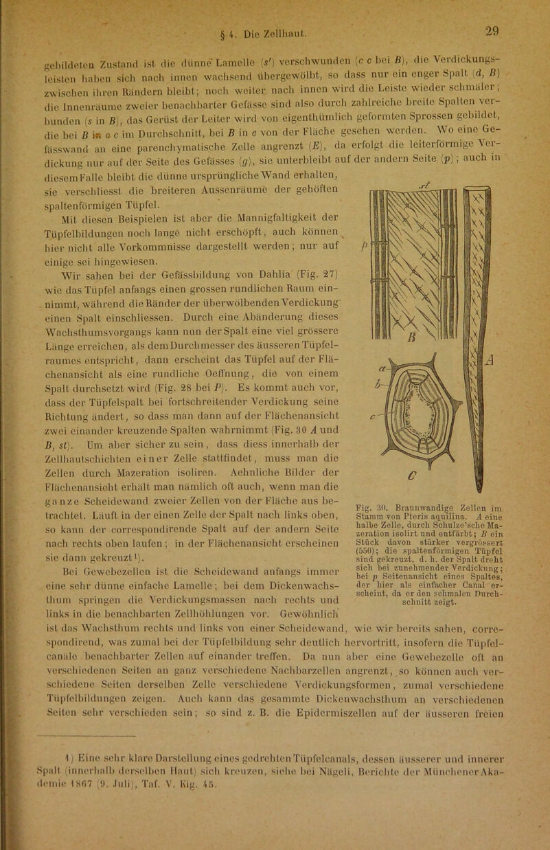 gebildeten Zustand ist die dünne Lamelle (s') verschwunden (c c bei B), die Verdickungs leisten haben sich nach innen wachsend übergewölbt, so dass nur ein enger Spalt (d, B) zwischen ihren Rändern bleibt; noch weiter nach innen wird die Leiste wieder schmäler; die Innenräume zweier benachbarter Gefässo sind also durch zahlreiche breite Spalten vei- bumten (s in B), das Gerüst der Leiter wird von eigenthümlich geformten Sprossen gebildet, die bei B i« o c im Durchschnitt, bei B in e von der Fläche gesehen werden. Wo eine Ge- fässwand an eine parenchymatische Zelle angrenzt (E), da erfolgt die leiterförmige Ver- dickung nur auf der Seite des Gefässes [g), sie unterbleibt auf der andern Seite (p); auch in diesem Falle bleibt die dünne ursprüngliche Wand erhalten, sie verschMesst die breiteren Aussenräume der gehöften spaltenförmigcn Tüpfel. Mit diesen Beispielen ist aber die Mannigfaltigkeit der Tüpfelbildungen noch lange nicht erschöpft, auch können hier nicht alle Vorkommnisse dargestellt werden; nur auf einige sei hingewiesen. Wir sahen bei der Gefässbildung von Dahlia (Fig. 27) wie das Tüpfel anfangs einen grossen rundlichen Raum ein- nimmt, während die Ränder der überwölbenden Verdickung einen Spalt einschliessen. Durch eine Abänderung dieses Wachsthumsvorgangs kann nun der Spalt eine viel grössere Länge erreichen, als dem Durchmesser des äusseren Tüpfel- raumes entspricht, dann erscheint das Tüpfel auf der Flä- chenansicht als eine rundliche Oeffnung, die von einem Spalt durchsetzt wird (Fig. 28 bei P). Es kommt auch vor, dass der Tüpfelspalt bei fortschreitender Verdickung seine Richtung ändert, so dass man dann auf der Flächenansicht zwei einander kreuzende Spalten wahrnimmt (Fig. 30 A und B, sl). Dm aber sicher zu sein, dass diess innerhalb der Zellhautschichten einer Zelle stattfindet, muss man die Zellen durch Mazeration isoliren. Aehnliche Bilder der Flächenansicht erhält man nämlich oft auch, wenn man die ganze Scheidewand zweier Zellen von der Fläche aus be- trachtet. Läuft in der einen Zelle der Spalt nacli links oben, so kann der correspondirende Spalt auf der andern Seite nach rechts oben laufen ; in der Flächenansicht erscheinen sie dann gekreuzt1). Bei Gewebezcllen ist die Scheidewand anfangs immer eine sehr dünne einfache Lamelle; bei dem Dickenwachs- tluim springen die Verdickungsmassen nach rechts und links in die benachbarten Zellhöhlungen vor. Gewöhnlich ist das Wachsthum rechts und links von einer Scheidewand, wie wir bereits sahen, corre- spondirend, was zumal bei der Tüpfelbildung sehr deutlich hervortritt, insofern die Tüpfel- canälc benachbarter Zellen auf einander treffen. Da nun aber eine Gewebezelle oft an verschiedenen Seiten an ganz verschiedene Nachbarzellen angrenzt, so können auch ver- schiedene Seiten derselben Zelle verschiedene Verdickungsformen, zumal verschiedene Tüpfelbildungen zeigen. Auch kann das gesammte Dickenwachsthum an verschiedenen Seiten sehr verschieden sein; so sind z. B. die Epidcrmiszellen auf der äusseren freien Fig. 30. Braumvandige Zellen im Stamm von Pteris aquilina. A eine halbe Zelle, durch Schulze’sche Ma- zeration isolirt und entfärbt; B ein Stück davon stärker vergrössert (550); die spaltenförmigen Tüpfel sind gekreuzt, d. li. der Spalt dreht sich bei zunehmender Verdickung; bei p Seitenansicht eines Spaltes, der hier als einfacher Canal er- scheint, da er den schmalen Durch- schnitt zeigt. 1) Eine sehr klare Darstellung eines gedrehten Tüpfelcanals, dessen äusserer und innerer Spalt (innerhalb derselben Haut) sich kreuzen, siehe bei Niigeli, Berichte der Münchener Aka- demie 1807 (9. .luli), Taf. V. Kig, 45.