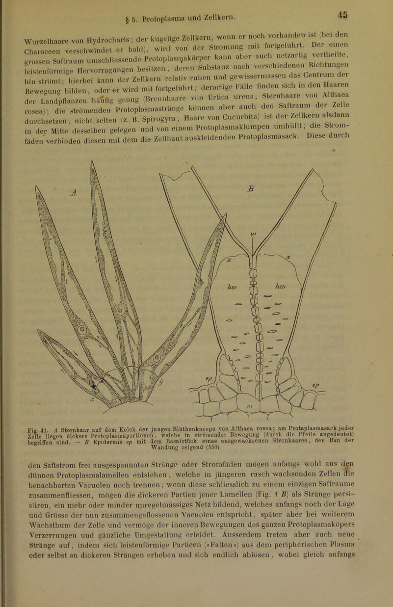Wurzelhaare von Hydrocharis; der kugelige Zellkern, wenn er noch vorhanden .st (bei den Characeen verschwindet er bald), wird von der Strömung mit fortge uhrt. De. einen grossen Saftraum umschliessende Proloplasnjakörper kann aber auch n#art,g ve the leistenförmige Hervorragungen besitzen, deren Substanz nach versch.edenen Rid.tmigen hin strömt; hierbei kann der Zellkern relativ ruhen und gew.ssermassen das Centrum dei Bewegung bilden, oder er wird mit fortigeführt; derartige Fälle Anden sich in den der Landpflanzen 'häufig genug (Brennhaare von Urtica urens Sternhaare von Althaea rosea); die strömenden Protoplasmastränge können aber auch den Saftraum de. Zelle durchsetzen, nicht, selten (z. B. Spirogyra , Haare von Cucurbita) ist der-Zell kein alsdann in der Mitte desselben gelegen und von einem Protoplasmaklumpen umhullt; die St om- fäden verbinden diesen mit dem die Zellhaut auskleidenden Protoplasmasack. Diese durch Fie. 41. A Sternhaar auf dem Kelcli der jungen Bl athenknospe von Altliaea rosea; am Protaplasmasaek jeder Zelie liegen dickere Protoplasmaportionen, welche in strömender Bewegung (durch die Pfeile angedeutet) begriffen sind. — B Epidermis ep mit dem Basalstück eines ausgewachsenen Sternhaares, den Bau der Wandung zeigend (550) den Saftstrom frei ausgespannnten Stränge oder Stromfäden mögen anfangs wohl aus den dünnen Protoplasmalamellen entstehen, welche in jüngeren rasch wachsenden Zellen die benachbarten Vacuolen noch trennen; wenn diese schliesslich zu einem einzigen Saftraume zusammenfliessen, mögen die dickeren Partien jener Lamellen (Fig. 1 B) als Stränge persi- sliren, ein mehr oder minder unregelmässiges Netz bildend, welches anfangs noch der Lage und Grösse der nun zusammengeflossenen Vacuolen entspricht, später aber bei weiterem Wachsthum der Zelle und vermöge der inneren Bewegungen des ganzen Protoplasmaköpers Verzerrungen und gänzliche Umgestaltung erleidet. Ausserdem treten aber auch neue Stränge auf, indem sich leistenförmige Partieen («Falten«) aus dem peripherischen Plasma oder selbst an dickeren Strängen erheben und sich endlich ablösen, wobei gleich anfangs