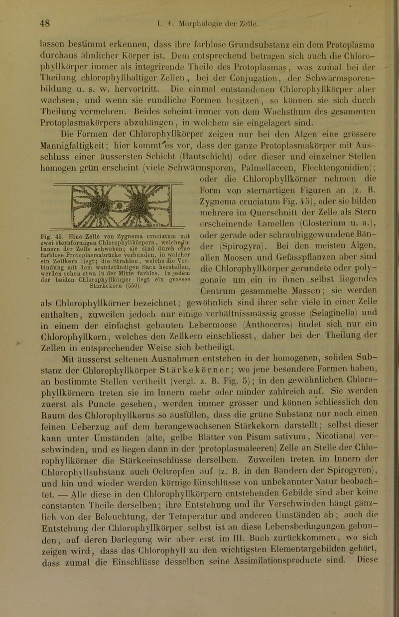 hissen bestimmt erkennen, dass ihre farblose Grundsubstanz ein dem Protoplasma durchaus ähnlicher Körper ist. Dem entsprechend betragen sich auch die Chloro- phyllkörper immer als integrirende Theile des Protoplasma^, was zumal bei der Theilung chlorophyllhalliger Zellen , bei der Conjugation, der Schwär msporen- bildung u. s. w. hervorlrill. Die einmal entstandenen Chlorophyllkörper aber wachsen, und wenn sie rundliche Formen besitzen, so können sie sich durch Theilung vermehren. Beides scheint immer von dem Wachsthum des gesammten Protoplasmakörpers abzuhängen, in welchem sie eingelagert sind. Die Formen der Chlorophyllkörper zeigen nur bei den Algen eine grössere Mannigfaltigkeit; hier kommC'es vor, dass der ganze Protoplasmakörper mit Aus- schluss einer äusserslen Schicht (Hautschicht) oder dieser und einzelner Stellen homogen grün erscheint (viele Schwärmsporen, Palmellaceen, Flechlengonidien); oder die Chlorophyllkörner nehmen die Form vop sternartigen Figuren an (z. B. Zygnema crueiatum Fig. 45), oder sie bilden mehrere im Querschnitt der Zelle als Stern erscheinende Lamellen (Closterium u. a.), oder gerade oder schraubiggewundene Bän- der (Spirogyra). Bei den meisten Algen, allen Moosen und Gelasspflanzen aber sind die Chlorophyllkörper gerundete oder poly- gonale um .ein in ihnen selbst liegendes Centrum gesammelte Massen; sie werden als Chlorophyllkörner bezeichnet; gewöhnlich sind ihrer sehr viele in einer Zelle enthalten, zuweilen jedoch nur einige verhältnissmässig grosse (Selaginella) und in einem der einfachst gebauten Lebermoose (Anthoceros) findet sich nur ein Chlorophyllkorn, welches den Zellkern einscldiesst, daher bei der Theilung der Zellen in entsprechender Weise sich betheiligt. Mit äusserst seltenen Ausnahmen entstehen in der homogenen, soliden Sub- stanz der Chlorophyllkörper Stärkekörner; wo jene besondere Formen haben, an bestimmte Stellen vertheilt (vergl. z. B. Fig. 5); in den gewöhnlichen Chloro- phyllkörnern treten sie im Innern mehr oder minder zahlreich auf. Sie werden zuerst als Puncte gesehen, werden immer grösser und können schliesslich den Raum des Chlorophyllkorns so ausfüllen, dass die grüne Substanz nur noch einen feinen Ueberzug auf dem herangewachsenen Stärkekorn darstelll; selbst dieser kann unter Umständen (alte, gelbe Blätter von Pisum sativum, Nicotiana) ver- schwinden, und es liegen dann in der (proloplasmaleeren) Zelle an Stelle der Ghlo— rophyllkörner die Stärkeeinschlüsse derselben. Zuweilen treten im Innern der Chlorophyllsubstanz auch Oellropfen auf (z. B. in den Bändern der Spirogyren), und hin und wieder werden körnige Einschlüsse von unbekannter Natur beobach- tet. — Alle diese in den Chlorophyllkörpern entstehenden Gebilde sind aber keine constanten Theile derselben; ihre Entstehung und ihr Verschwinden hängt gänz- lich von der Beleuchtung, der Temperatur und anderen Umständen ab; auch die Entstehung der Chlorophyllkörper selbst ist an diese Lebensbedingungen gebun- den, auf deren Darlegung wir aber erst im 111. Buch zurückkommen, wo sich zeigen wird, dass das Chlorophyll zu den wichtigsten Elementargebilden gehört, dass zumal die Einschlüsse desselben seine Assimilationsproducte sind. Diese Fig. 45. Eine Zelle von Zygnema crueiatum mit zwei sternförmigen Chlorophyllkörpern , welche»im Innern der Zelle schweben; sie sind durch eine farblose Protoplasmabrückc verbunden, in welcher ein Zellkern liegt; die Strahlen, w'elche die Ver- bindung mit dem wandständigeu Sack hersteilen, werden schon etwa in der Mitte farblos. In jedem der beiden Chlorophyllkörper liegt ein grosses Stärkekorn (550).
