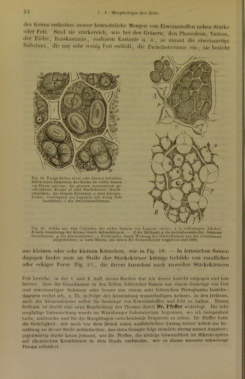 51 des Keims enthalten immer beträchtliche Mengen von Eiweissstoffen neben Stärke oder Fett. Sind sie stärkereich, wie bei den Gräsern, den Phaseoleen, Vicieen, der Eiche, Rosskastanie, essbaren Kastanie u. a., so nimmt die eiweissartige Substanz, die nur sehr wenig Fett enthält, die Zwischenräume ein; sie besteht Fig. 49. Zellen aus dem Cotyledon des reifen Samens von Lupinus varius; A in jodhaltigem Alkohol, B nach Zerstörung der Körner durch Schwefelsäure. — Z die Zellhaut, p dio protoplasmatische, fettarme Grundraasse, \j die Aleuronkörner: o Fetttropfen durch Wirkung der Schwefelsäure aus dar Grundmasse ausgetrieben; m leere Bäume, aus denen die Aleuronkörner weggelöst sind (800). aus kleinen oder sehr kleinen Körnchen, wie in Fig. 48. — In fettreichen Samen dagegen findet man an Stelle der Stärkekörner körnige Gebilde von rundlicher oder eckiger Form (Fig. 4 9), die ihrem Aussehen nach zuweilen Stärkekörnern Fett besiehe; in der I. und 2. Aufl. dieses Buches trat ich dieser Ansicht entgegen und hob hervor, dass die Grundmasse in den Zellen fettreicher Samen aus einem Gemenge von Fett und eiweissartiger Substanz oder besser aus einem sehr fettreichen Protoplasma bestehe; dagegen verfiel ich, z. Th. in Folge der Anwendung wasserhaltigen Aethers, in den Irrthum, auch die Aleuronkörner selbst für Gemenge von EiweissstolFen und Fett zu halten. Dieser Irrthum ist durch eine neue Bearbeitung des Themas durch Dr. Pfeffer widerlegt. Die sehr sorgfältige Untersuchung wurde im Würzburger Laboratorium begonnen, wo ich Gelegenheit hatte, zahlreiche und für die Hauptfragen entscheidende Präparate zu sehen. Dr. Pfeffer hatte die Gefälligkeit, mir noch vor dem Druck einen ausführlichen Auszug seiner Arbeit zur Be- nutzung an dieser Stelle mitzutheilen; das oben Gesagte folgt ziemlich streng seinen Angaben ; gegenwärtig dürfte kaum jemand, wie Dr. Pfeffer, die nöthige Gewandtheit im Mikrokospiren mit chemischen Kenntnissen in dem Grade verbinden, wie es dieses äusserst schwierige Thema erfordert. Fig. 48. Einige Zellen eines sehr dünnen Schnittes durch einen Cotyledon des Keims im reifen Samen von Pisum sativum ; die grossen eoncentrisch ge- schichteten Körner st sind Stärkekörner (durch- schnitten), die kleinen Körnchen a sind Aleuron- körner, vorwiegend aus Legumin mit wenig Fett bestehend; i die Zwischenzellräume.