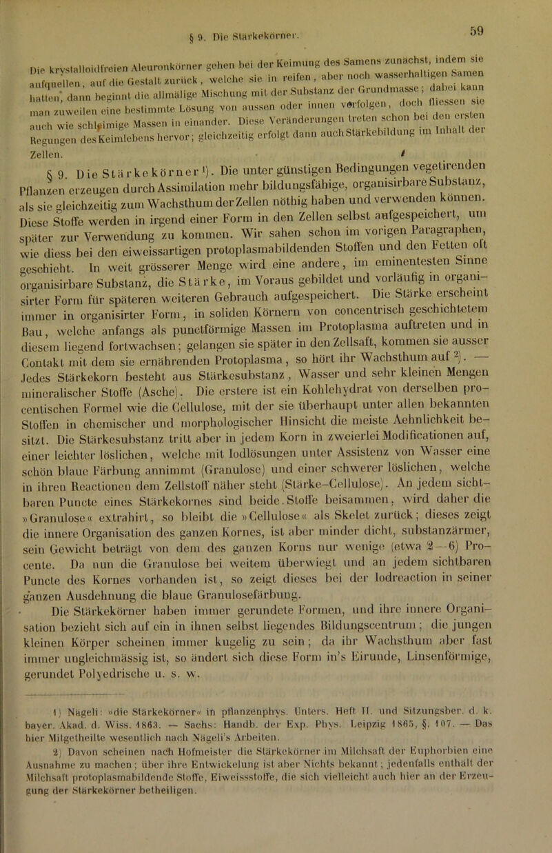 § 0. Die Stärkekörner. Die krvstalloklfreien Aleuronkorner gehen bei der Keimung des Sarnens zunächst indem sie aXehen Tu.' die Gestalt zurück , welche sie in reifen , aber noch wasserhaltigen Samen hatten darin beginnt die allmälige Mischung mit der Substanz der Grundinasse , dabei kann i!u!n TweilenTne bestimmte Lösung von aussen oder innen verfolgen, doch messen sie auch wie schleimige Massen in einander. Diese Veränderungen treten schon bei den erste Regungen des Keimlebens hervor; gleichzeitig erfolgt dann auch Stärkeb,klung IW Inhalt der Zellen. I §9. üie Stärkekörner *). Die unter günstigen Bedingungen vegelirenden Pflanzen erzeugen durch Assimilation mehr bildungsfähige, orgamsirbare Substanz, als sie Gleichzeitig zum Wachslhum der Zellen nöthig haben und verwenden können. Diese Stoffe werden in irgend einer Form in den Zellen selbst aufgespeichert um später zur Verwendung zu kommen. Wir sahen schon im vorigen Paragraphen wie diess bei den eiweissartigen protoplasmabildenden Stoffen und den fetten olt Geschieht, ln weit grösserer Menge wird eine andere, im eminentesten Sinne organisirbare Substanz, die Stärke, im Voraus gebildet und vorläufig in orgam- sirter Form für späteren weiteren Gebrauch aufgespeichert. Die Starke erscheint immer in organisier Form, in soliden Körnern von concentriscb geschichtetem Bau, welche anfangs als punetförmige Massen im Protoplasma auftreten und m diesem liegend fortwachsen; gelangen sie später in den Zellsalt, kommen sie aussei Gontakt mit dem sie ernährenden Protoplasma , so hört ihr Wachslhum auf 1 2). .Jedes Stärkekorn besteht aus Stärkesubstanz, Wasser und sehr kleinen Mengen mineralischer Stoffe (Asche). Die erstere ist ein Kohlehydrat von derselben pro- centischen Formel wie die Cellulose, mit der sie überhaupt unter allen bekannten Stoffen in chemischer und morphologischer Hinsicht die meiste Aehnlichkeil be- sitzt. Die Stärkesubstanz tritt aber in jedem Korn in zweierlei Modificationen auf, einer leichter löslichen, welche mit lodlösungen unter Assistenz von Wasser eine schön blaue Färbung annimmt (Granulöse) und einer schwerer löslichen, welche in ihren Reactionen dem Zellstoff näher stellt (Stärke-Cellulose). An jedem sicht- baren Puncte eines Stärkekornes sind beide.Stoffe beisammen, wird daher die »Granulöse« extrahirt, so bleibt die »Cellulose« als Skelet zurück; dieses zeigt die innere Organisation des ganzen Kornes, ist aber minder dicht, substanzärmer, sein Gewicht beträgt von dem des ganzen Korns nur wenige (etwa 2 — 6) Pro- cente. Da nun die Granulöse bei weitem überwiegt und an jedem sichtbaren Puncte des Kornes vorhanden ist, so zeigt dieses bei der lodreaction in seiner ganzen Ausdehnung die blaue Granuloselärbung. Die Stärkekörner haben immer gerundete Formen, und ihre innere Organi- sation bezieht sich auf ein in ihnen selbst liegendes Bildungscentrum ; die jungen kleinen Körper scheinen immer kugelig zu sein ; da ihr Wachsthum aber fast immer ungleichmässig ist, so ändert sich diese Form in’s Eirunde, Linsenförmige, gerundet Polyedrische u. s. w. 1) Nägeli: »die Stärkekörner« in pflanzenphys. Unters. Heft II. und Sitzungsber. d. k. baver. Akad. d. Wiss. 1863. — Sachs: Handb. der Exp. Phys. Leipzig 1863, fj. 107. — Das hier Mitgetheilte wesentlich nach Nägeli’s Arbeiten. 2) Davon scheinen nach Hofmeister die Stärkekörner im Milchsaft der Euphorbien eine Ausnahme zu machen ; über ihre Entwickelung ist aber Nichts bekannt; jedentalls enthält der Milchsaft protoplasmahildonde Stoffe, Eiwcissstoffe, die sich vielleicht auch liier an der Erzeu- gung der Stärkekörner betheiligen.