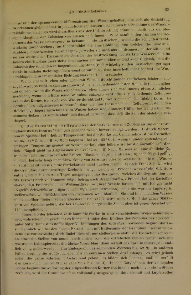 «3 Ausser der sprungweise.» BHfcronrirung des Wassergehaltes, die sich als Schichtung zu erkennen riebt. findet in jedem Korn von aussen nach innen hm Zunahme des Wasser- eichthums statt; es wird diess th.il. aus der Lichtbrechung erkannt, theds aus der ste-  „ Abnahme der Cohäsion von aussen nach innen. Wird nämlich ^n irischen Starke- körnern dis Wasser entzogen, so bekommen sie Rissflächen, welche die Schichten rechl- winkelig durchbrechen; im Innern bildet sich eine Höhlung, von welcher die Risse «us- slrahlen; diese werden um so enger, je weiter sie nach aussen dringen , ... der Mitte sind sie am weitesten. Daraus folgt, dass bei der Austrocknung der stärkste Wasserverlust im Innern eintritt, dass diess stetig nach aussen abnimmt; aber es folgt auch zugleich dass die Cohäsion der Schichten in tangentialer Richtung (rechtwinkelig zu den Rissflachen) geringer ist als in radialer Richtung; diess weist darauf hin , dass innerhalb jeder Schicht die Was- serablagerung in tangentialer Richtung stärker ist als in radialci. Wenn einem frischen oder doch mit Wasser durchtränkten Stärkekorn letzteres ent- zogen wird, so zieht es sich zusammen; die zurückbleibenden festen Moleküle rucken naher zusammen wenn die Wasserschichten zwischen ihnen sich verdünnen ; etwas Aehnliches Geschieht, wenn dem Korn seine Granulöse entzogen wird; das zurückbleibende Cellulose- skelet des Kornes ist, auch von Wasser durchtränkt, viel kleiner als das intakte Korn. Es beruht diess möglicherweise darauf, dass die nun bloss noch aus Cellulose bestehenden Moleküle geringere Anziehung zum Wasser haben und dünnere Hüllen besitzend naher zu- sammenrücken, es könnte aber auch darauf beruhen, dass sich die Zahl der Moleküle ver- ringert. b) Die Extraction der Granu lose der Stärkekörner mit Zurücklassung eines Gra- nulosenskelets kann auf sehr verschiedene Weise bewerkstelligt werden : 1) durch Mazera- tion in Speichel bei erhöhter Temperatur ; bei der Stärke vonCanna indica ist die Extraction l,ej 35 40o c. nach H. v. Mold langsam, bei 50—55° C. in wenig Stunden vollendet; eine geringere Temperatur genügt für Weizenstärke , eine höhere ist für die Kartoffel erforder- lich. Nägeli giebt im Allgemeinen 40 — 47° C. an. 2) Nach Melsens soll eine ähnliche Ex- traction auch durch organische Säuren, Diastase, Pepsin eintreten ; 3) nach Nägeli gelingt sie auch bei sehr langsamer Einwirkung von Salzsäure oder Schwefelsäure, die mit Wasser so verdünnt ist, dass sie die Stärkekörner nicht quellen macht; 4) nach Franz Schulze wird die Granulöse durch gesättigte Kochsalzlösung, welche ein Procent (wasserfreie) Salzsäure enthält, bei 60° C. in 2 — 4 Tagen ausgezogen ; das Residuum , welches die Organisation des Stärkekorns noch vollkommen zeigt, betrug nach Dragendorff 5,7 Procenl bei der Kartoffel- stärke, 2,3 Procent bei der Weizenstärke. — Diese Skelete färben sich mit lod gar nicht (Nägeli’s Schwefelsäurepräparat nach 5/4jähriger Extraction), oder sie werden kupferrot!), stellenweise, wo die Extraction unvollkommen war, bläulich. Sie sind in kochendem Wasser nicht quellbar (liefern keinen Kleister). Bei 70° C. wird nach v. Molil das ganze Stärke- korn von Speichel gelöst, das bei 40—55° C. hergestellte Skelet aber ist gegen Speichel von 70° unempfindlich. Innerhalb der lebenden Zelle kann die Stärke in sehr verschiedener Weise gelöst wer- den, wahrscheinlich geschieht es hier meist unter dem Einfluss des Protoplasmas oder doch unter Mitwirkung stickstoffhalliger Verbindungen des Zellsaftes. Zuweilen beginnt die Lo- sung ähnlich wie bei den obigen Extractionen mit Entfernung der Granulöse , während die Cellulose zurückbleibt; doch findet diess oft nur stellenweise statt: die Extraction schreitet an einzelnen Stellen von aussen nach innen vor; die extrahirten Stellen färben sich mit wässrigem lod kupferroth, die übrige Masse blau, dann zerfällt das Korn in Stücke, die end- lich völlig gelüst werden. (Im Endosperm des keimenden Weizens Fig. 52 B). In anderen Fällen beginnt die Auflösung ebenfalls an einzelnen Stellen desllmlangs, es wird jedoch sofort die ganze Substanz fortschreitend gelöst, es bilden sich Löcher, endlich zerfällt das Korn auch hier in Stücke (Zea Mais Fig. 52 d). In den Cotyledonen der keimenden Bohne beginnt die Auflösung der ellipsoidischen Körner von innen ; noch bevor sie in Stücke zerfallen, wird die Granulöse oft so vollständig ausgezogen, dass sie mit lod kupterrothe,