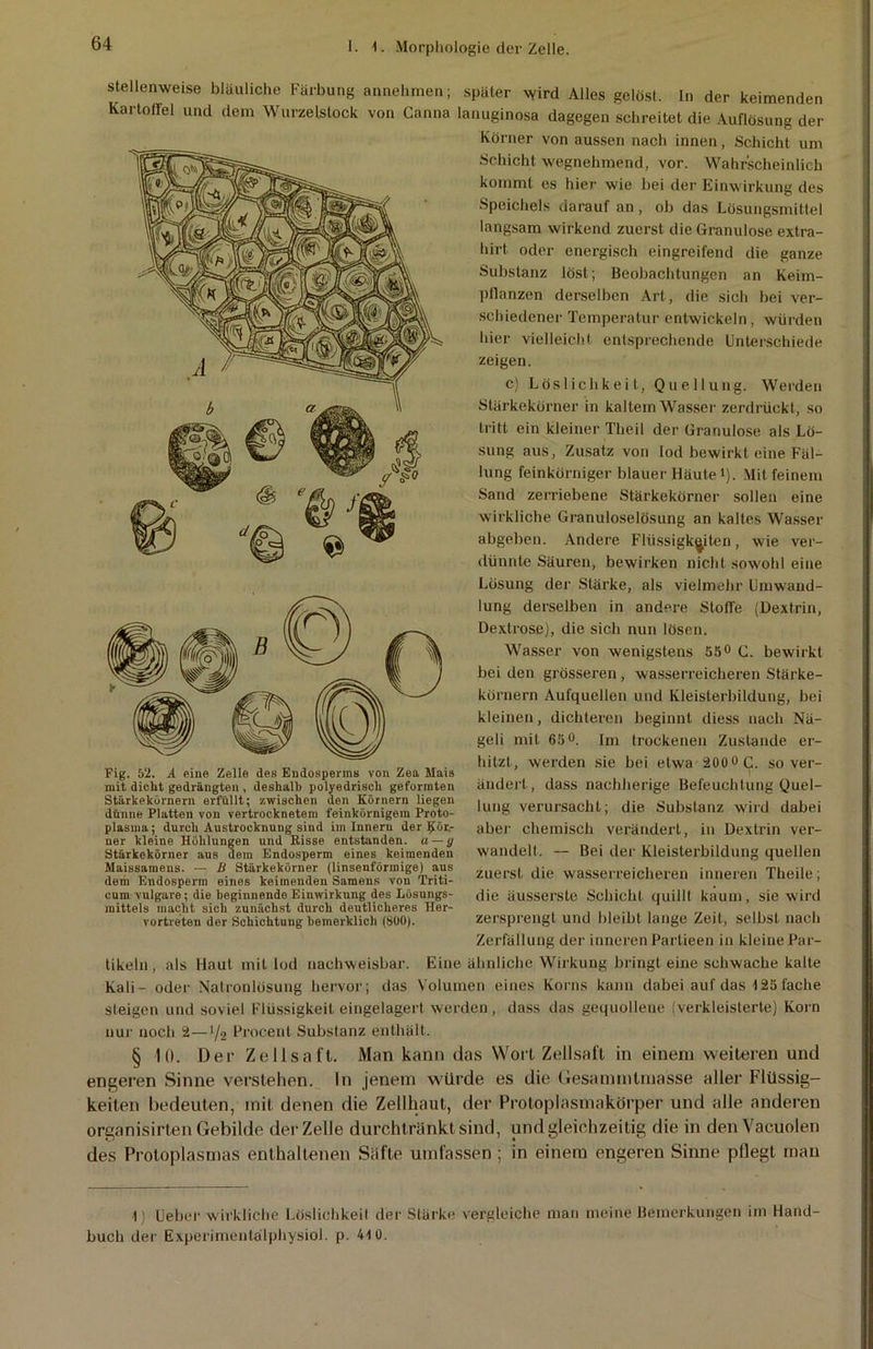 stellenweise bläuliche Färbung annehmen; später wird Alles gelöst. In der keimenden Kartoffel und dem Wurzeislock von Canna lanuginosa dagegen schreitet die Auflösung der Körner von aussen nach innen, Schicht um Schicht wegnehmend, vor. Wahrscheinlich kommt es hier wie bei der Einwirkung des Speichels darauf an , ob das Lösungsmittel langsam wirkend zuerst die Granulöse extra- hirt oder energisch eingreifend die ganze Substanz löst; Beobachtungen an Keim- pflanzen derselben Art, die sich bei ver- schiedener Temperatur entwickeln, würden hier vielleicht entsprechende Unterschiede zeigen. c) Löslichkeit, Quellung. Werden Stärkekörner in kaltem Wasser zerdrückt, so tritt ein kleiner Theil der Granulöse als Lö- sung aus, Zusatz von lod bewirkt eine Fäl- lung feinkörniger blauer Häute *). Mit feinem Sand zerriebene Stärkekörner sollen eine wirkliche Granuloselösung an kaltes Wasser abgeben. Andere Flüssigkeiten, wie ver- dünnte Säuren, bewirken nicht sowohl eine Lösung der Stärke, als vielmehr Umwand- lung derselben in andere Stoffe (Dextrin, Dextrose), die sich nun lösen. Wasser von wenigstens 55° G. bewirkt bei den grösseren, wasserreicheren Stärke- köruern Aufquellen und Kleisterbildung, bei kleinen, dichteren beginnt diess nach Nä- geli mit 65°. im trockenen Zustande er- hitzt, werden sie bei etwa 200° C. so ver- ändert, dass nachherige Befeuchtung Quel- lung verursacht; die. Substanz wird dabei aber chemisch verändert, in Dextrin ver- wandelt. — Bei der Kleisterbildung quellen zuerst die wasserreicheren inneren Theile; die äusserste Schicht quillt kaum, sie wird zersprengt und bleibt lange Zeit, selbst nach Fig. 52. A eine Zelle des Endosperms von Zea Mais mit diclit gedrängten , deshalb polyedrisch geformten Stärkekörnern erfüllt; -/.wischen den Körnern liegen dünne Platten von vertrocknetem feinkörnigem Proto- plasma; durch Austrocknung sind im Innern der Köl- ner kleine Höhlungen und Risse entstanden, a — g Stärkekörner aus dem Endosperm eines keimenden Maissaraens. — B Stärkekörner (linsenförmige) aus dem Endosperm eines keimenden Samens von Triti- cum vulgare; die beginnende Einwirkung des Lösungs- mittels macht sich zunächst durch deutlicheres Her- vortreten der Schichtung bemerklich (800). Zerfällung der inneren Partieen in kleine Par- tikeln, als Haut mit lod nachweisbar. Eine ähnliche Wirkung bringt eine schwache kalte Kali- oder Natronlösung hervor; das Volumen eines Korns kann dabei auf das 4 25 fache steigen und soviel Flüssigkeit eingelagert werden, dass das gequollene (verkleisterte) Korn nur noch 2—y2 Procent Substanz enthält. § 10. Der Zellsaft. Man kann das Wort Zellsaft in einem weiteren und engeren Sinne verstehen. In jenem würde es die Gesammlmasse aller Flüssig- keiten bedeuten, mit denen die Zellhaut, der Protoplasmakörper und alle anderen organisirten Gebilde der Zelle durch tränkt sind, und gleichzeitig die in den Vacuolen des Protoplasmas enthaltenen Säfte umfassen ; in einem engeren Sinne pflegt man 4) Ueber wirkliche Löslichkeit der Stärke vergleiche man meine Bemerkungen im Hand- buch der Experimentälphysiol. p. 44 0.