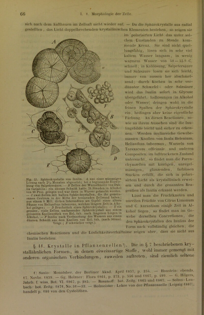 sieh nach dem Aufthauen im Zellsafl nicht wieder auf. — Da die Sphärokrystalle aus radial gestellten , das Licht doppelbrechenden kristallinischen Elementen bestehen , so zeigen sie im polarisirteri Licht das unter sol- chen Umständen zu Stande kom- mende Kreuz. Sie sind nicht quel- lungsfähig, lösen sich in sehr viel kaltem Wasser langsam, in wenig warmem Wasser von 50 — 55 ° C. schnell; in Kalilösung, Salpetersäure und Salzsäure lösen sie sich leich.t, immer von aussen her abschmel- zend ; durch Kochen in sehr ver- dünnter Schwefel - oder Salzsäure , wird das Inulin sofort in Glycose übergeführt. Iodlösungen (in Alkohol oder Wasser) dringen wohl in die feinen Spalten der Sphärokrystalle ein, bedingen aber keine eigentliche Färbung. An diesen Reactionen , so- wie an ihrem Aussehen sind die Inu- lingebilde leicht und sicher zu erken- nen. Werden inulinreiche Gewebe- massen (Knollen von Inula Ilelenium, Helianthus tuberosus, Wurzeln von Taraxacum officinale und anderen Compositen) im lufttrockenen Zustand untersucht, so findet man .die Paren- chymzelleu mit kantigen, unregel- mässigen , glänzenden, farblosen Stücken erfüllt, die sich in polari- sirtem Licht als krystallinisch erwei- sen und durch die genannten Rea- gentien als Inulin erkannt werden. Lässt man die Fruchtknoten und unreifen Früchte von Citrus Limonum und C. Aurantium einige Zeit in Al- kohol liegen, so findet man im Ge- webe derselben Concretionen, die den Sphärokrystullen des Inulins der Form nach vollständig gleichen; die Fig. 53. Sphärokrystalle von Inulin. A aus einer wässerigen Lösung nach 2l|2 Monaten abgesetzt.; bei « beginnende Einwir- kung von Salpetersäure. — B Zellen der Wurzelknolle von Dah- lia variabilis: eiu dünner Schnitt hatte 24 Stunden in Alkohol von 90 l’roc. gelegen und war dann in Wasser getaucht worden. — C zwei Zellen mit halben Sphärok-rystallen, die ihr gemein- sames Centrum in der Mitte der trennenden Zellwand haben ; aus einem 8 Mill. dicken Internodium am Gipfel einer altern Pflanze von Helianthus tuberosus, welches längere Zeit in Alko- hol gelegen; — D Bruchstück eines Sphärokrystalls; — Fein grosser, viele Zellen umfassender Sphärokrystall aus einem grösseren Knollenstück von Hel. tub. nach längerem Liegen in Alkohol. — F Inulin nach Verdunstung des Wassers aus einem dünnen Schnitt aus dem Knollen von Hel. tub. (nach 5Ü0mal. Vergr.; E schwächer vergr.). chemischen Reactionen und die Löslichkeitsverhältnisse zeigen aber, dass sie nicht aus Inulin bestehen. § 11. Krysta 11 e in Pf 1 anzenze 11 en'). Die in § 7 beschriebenen kri- stallähnlichen Formen , in denen eiweissartige Stolle , wohl immer gemengt mit anderen organischen Verbindungen, zuweilen auftreten, sind ziemlich seltene 1) Santo: Monalsber. der Berliner Akad. April 1837, p. 254. - Hanstein: ebenda. M. Novbr. 1859. — Gg. Holzner: Flora 1864, p. 273, p. 556 und 1867, p. 499. G. i g* iS, jahrb. f. wiss. Bot. VI. 1867, p. 285. — Rosanolf: bol. Zcitg. 1865 und 1867. — Solms-Lau- bach: bot. Zeitg. 1871,No. 31—33. — Hofmeister: Lehre von der Pflanzenzelle (Leipzig 18 ), bandelt p. 180 von den Cystolithen.