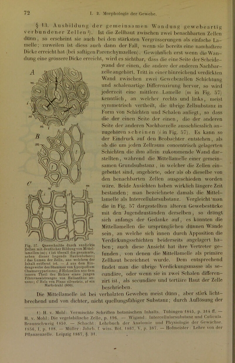 § 13. Ausbildung der gemeinsamen Wandung gewebeartig verbundener Zellen J). Ist die Zellhaut zwischen zwei benachbarten Zellen dünn, so erscheint sie auch bei den stärksten Vergrösserungen als einfache La- melle; zuweilen ist diess auch dann der Fall, wenn sie bereits eine namhaftere Dicke erreicht hat (bei saftigen Parenchymzeilen). Gewöhnlich erst wenn die Wan- dung eine grössere Dicke erreicht, wird es sichtbar, dass die eine Seite derScheide- wand der einen, die andere der anderen Nachbar- zclleangehörl. Tritt in einer hinreichend verdickten Wand zwischen zwei Gewebezellen und schalenartige Differenzirung hervor Schichtung so wird Fig. 57) Fig. 57. Querschnitte durch verdichte Zellen mit deutlicher Bildung von Mittel- lamellen (m); i ist überall die gesaramte, neben dieser liegende Hautsubstanz; / das Lumen der Zelle, aus welchem der Inhalt entfernt ist. — A aus dem Rin- dengewebe des Stammes von Lycopodium Chamaecyparissus; B Holzzellen aus dem innern Theil des Holzes eines jungen Fibrovasalstranges von Helianthus an- nuus; C Holz von Pinus silvestris, st ein Markstrahl (800). Die Mittellamelle ist bei links, meist jederzeit eine mittlere Lamelle [m in kenntlich, an welcher rechts und symmetrisch verlheill, die übrige Zellsubstanz in Form von Schichten und Schalen anliegt, so dass die der einen Seite der einen , die der anderen Seite der anderen Nachbarzelle ausschliesslich an- zugehören s c h e i n e n (i in Fig. 57). Es kann so der Eindruck auf den Beobachter entstehen, als ob die um jeden Zellraum concentrisch gelagerten Schichten die ihm allein zukommende Wand dar- stellten, während die Mittellamelle einer gemein- samen Grundsubstanz , in welcher die Zellen ein- gebettet sind, angehörte, oder als ob dieselbe von den benachbarten Zellen ausgeschieden worden wäre. Beide Ansichten haben wirklich längere Zeit bestanden; man bezeichnete damals die Miltei- lamelle als Intercellularsubstanz. Vergleicht'man die in Fig. 57 dargestellten älteren Gewebestücke mit den Jugendzuständen derselben , so drängt sich anfangs der Gedanke auf, es könnten die Mittellamellen die ursprünglichen dünnen Wände sein, an welche sich innen durch Apposition die Verdickungsschichten beiderseits angelagert ha- ben ; auch diese Ansicht hat ihre Vertreter ge- funden , von denen die Mittellamelle als primäre Zellhaut bezeichnet wurde. Dem entsprechend findet man die übrige Verdickungsmasse als se- cundäre, oder wenn sie in zwei Schalen differen- zirl ist, als secundäre und tertiäre Haut der Zelle beschrieben. verholzten Geweben meist dünn, aber stark licht- brechend und von dichter, nicht quellungsfähiger Substanz; durch Auflösung der 1) H. v. Molil: Vermischte Schriften botanischen Inhalts. Tübingen 1845, p. 314 ff. H. v. Molil: Die vegetabilische Zelle, p. 196. — Wigand: Intercellularsubstanz und Cuticula. Braun schweig 1850. — Schacht: Lehrbuch der Anatomie und Physiologie der Gewächse. 1856, I, p. 108. — Müller: Jahrb. f. wiss. Bot. 1867, V, p. 387. — Hofmeister: Lehre von der Pllanzenzelle. Leipzig 1867, §. 31.